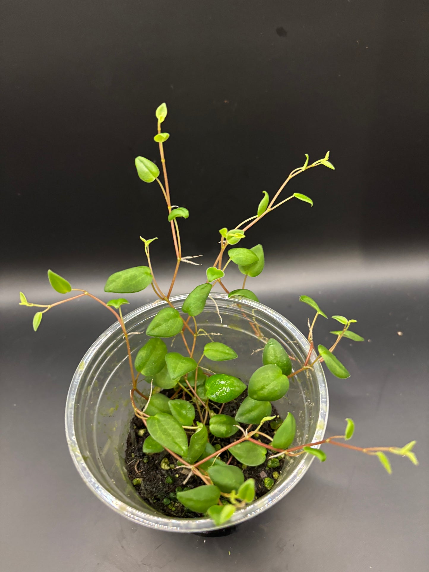 Peperomia sp
