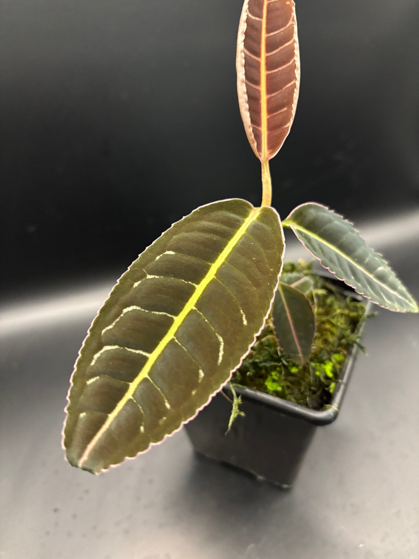 Labisia Sp. pink