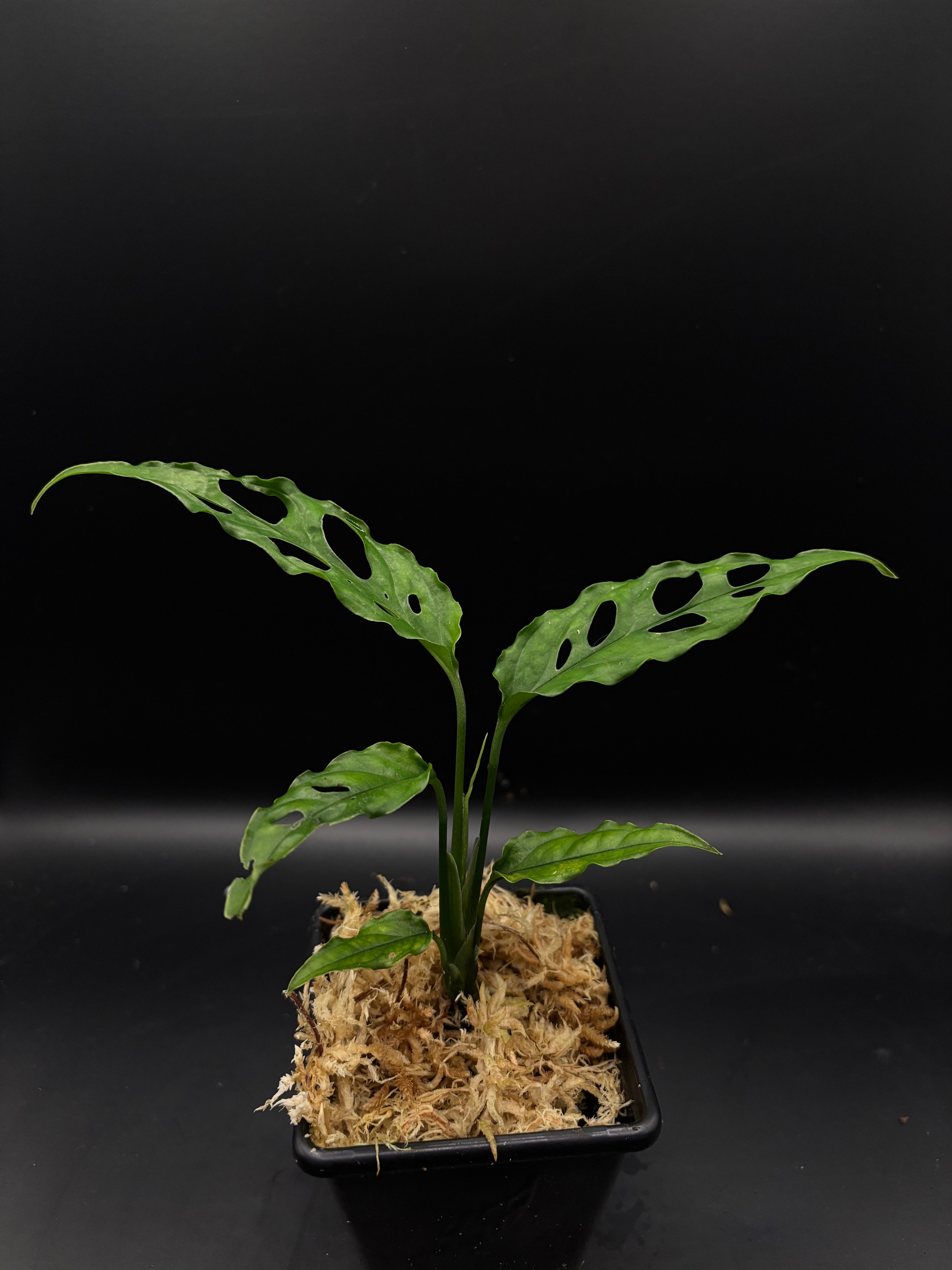 Monstera obliqua 'Peru' – Rare Tropicals