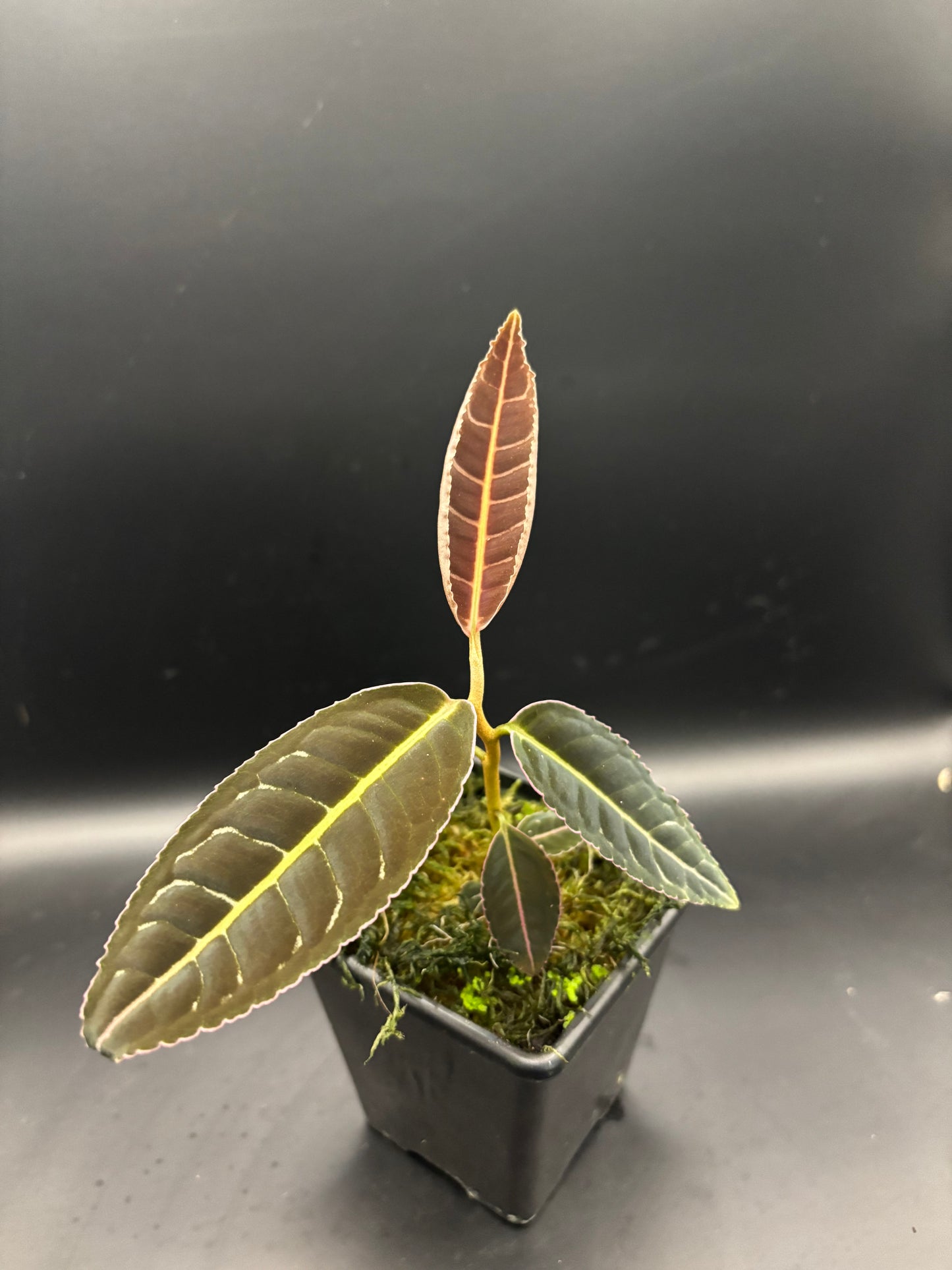 Labisia Sp. pink