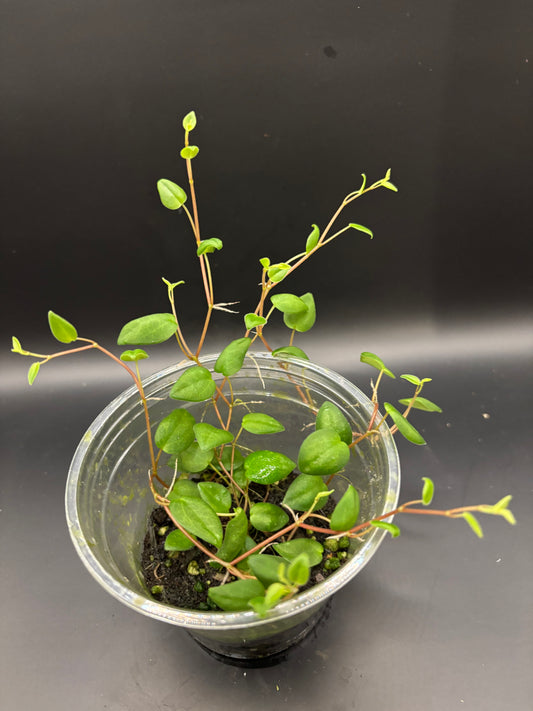 Peperomia sp