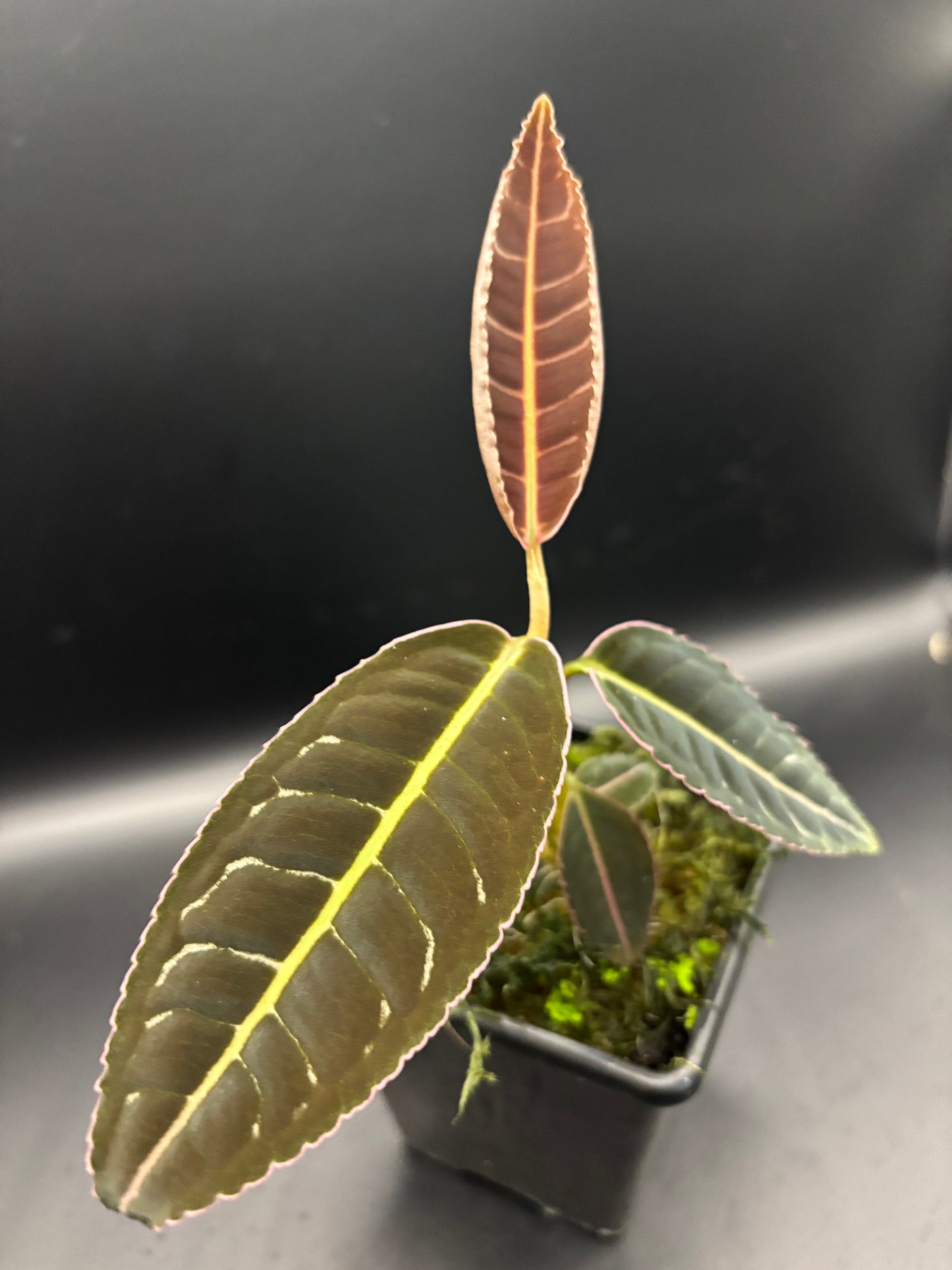 Labisia Sp. pink