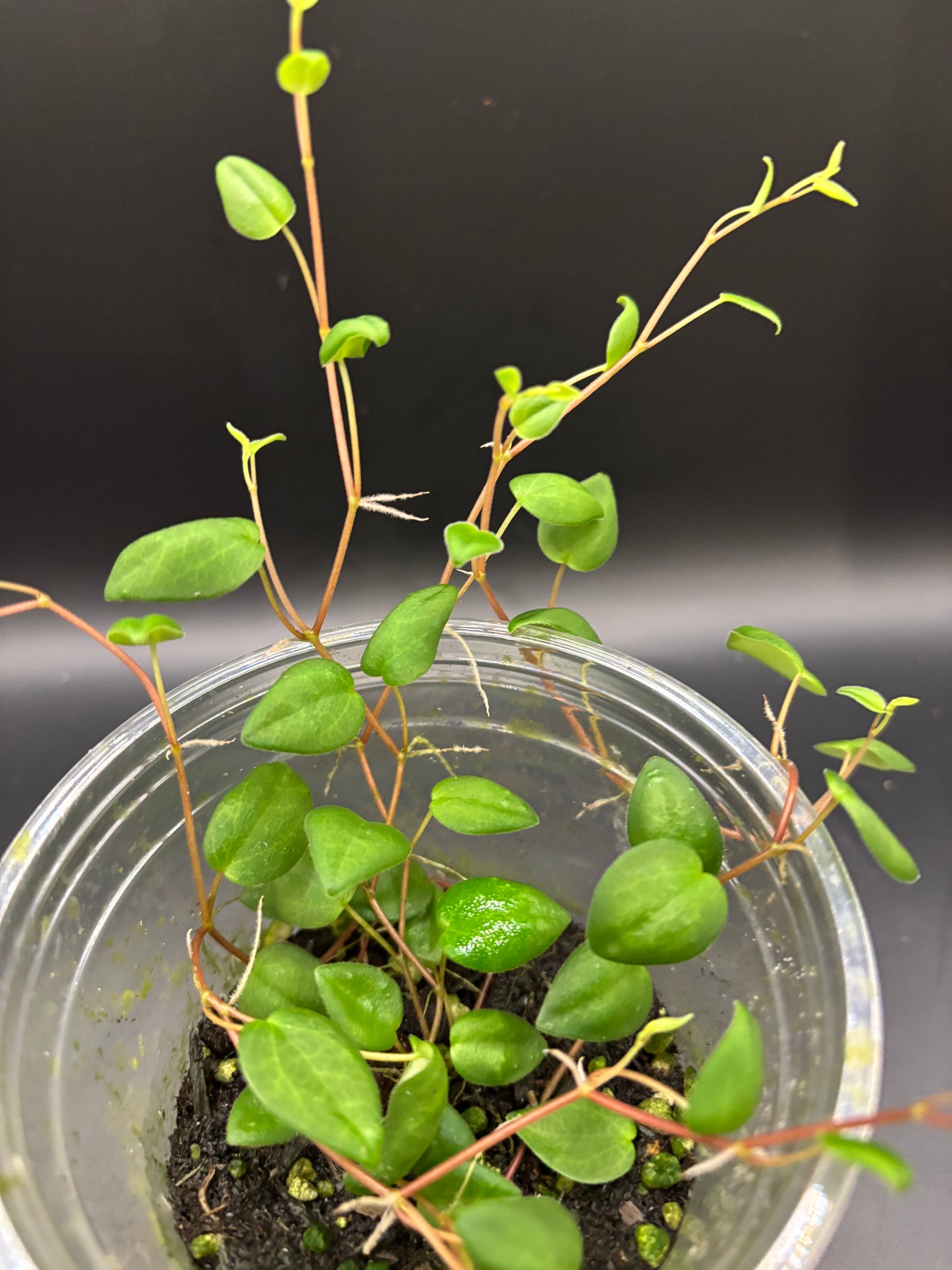 Peperomia sp