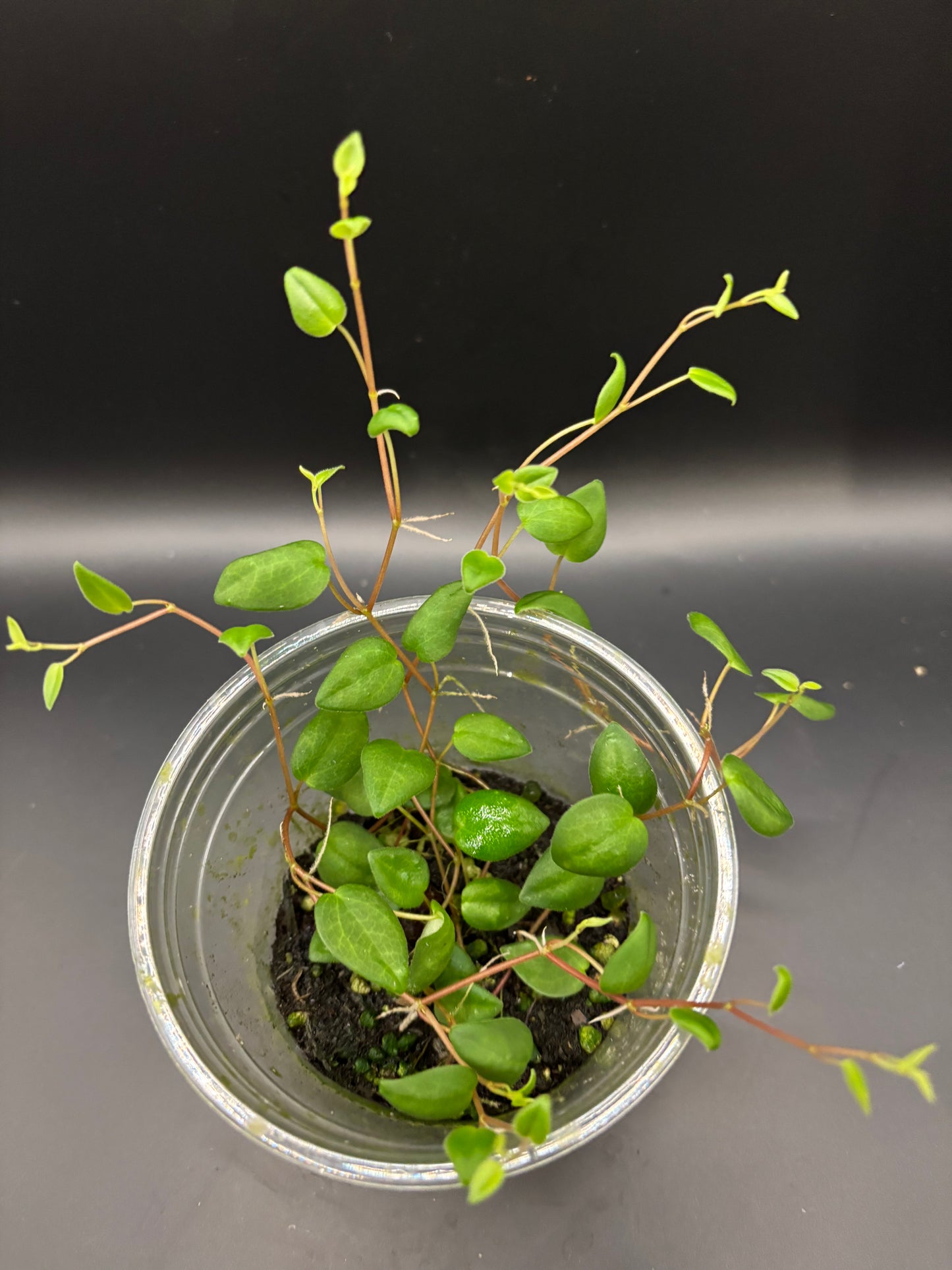 Peperomia sp