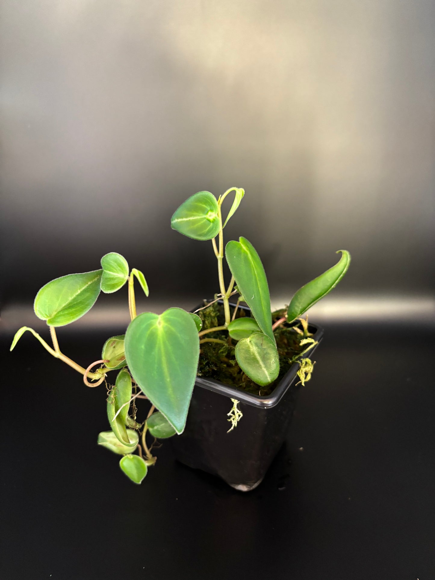 Peperomia Eburnea