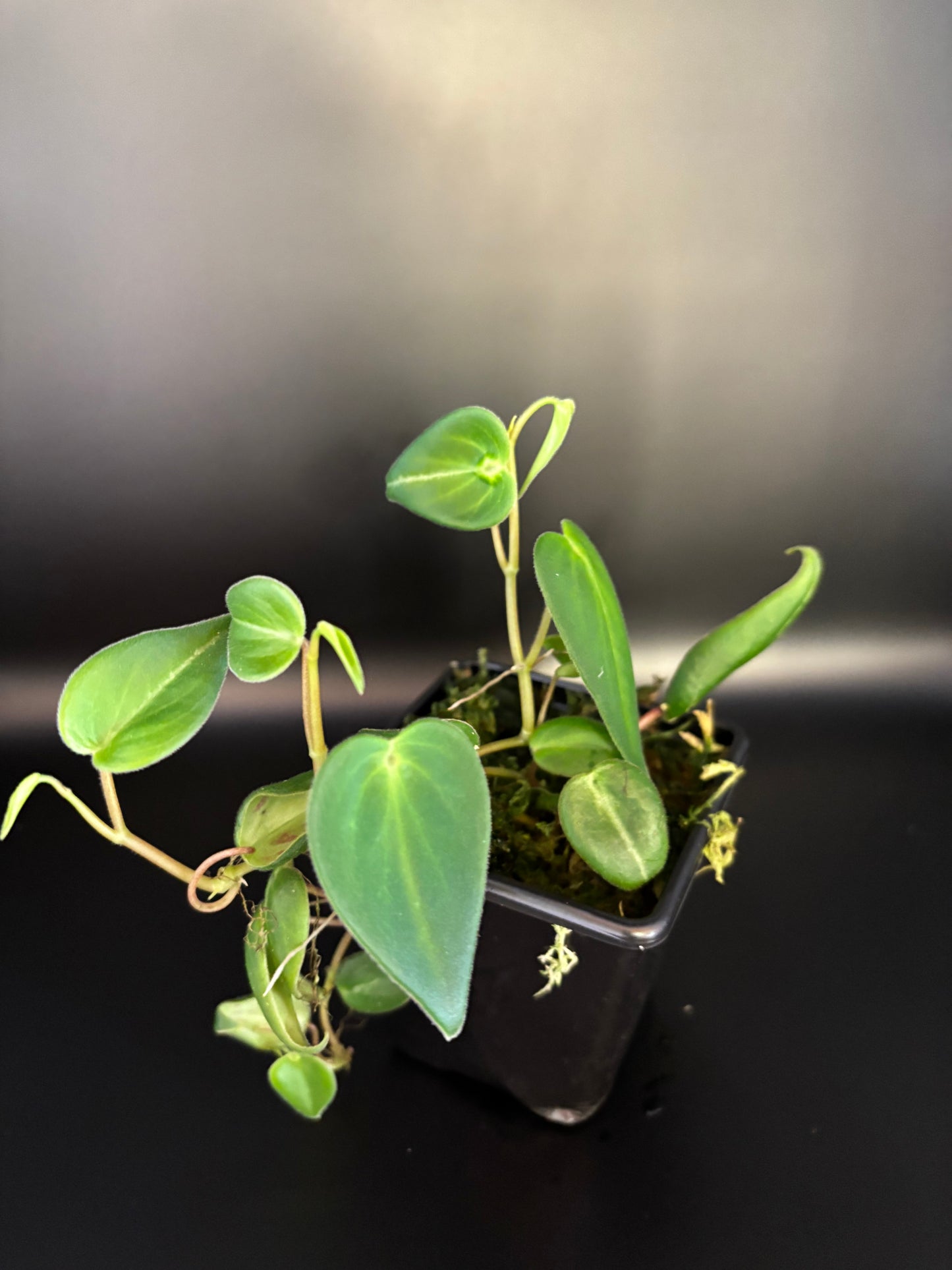 Peperomia Eburnea