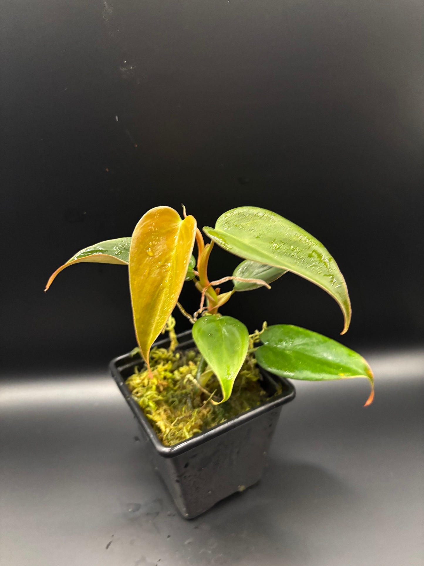 Philodendron peach