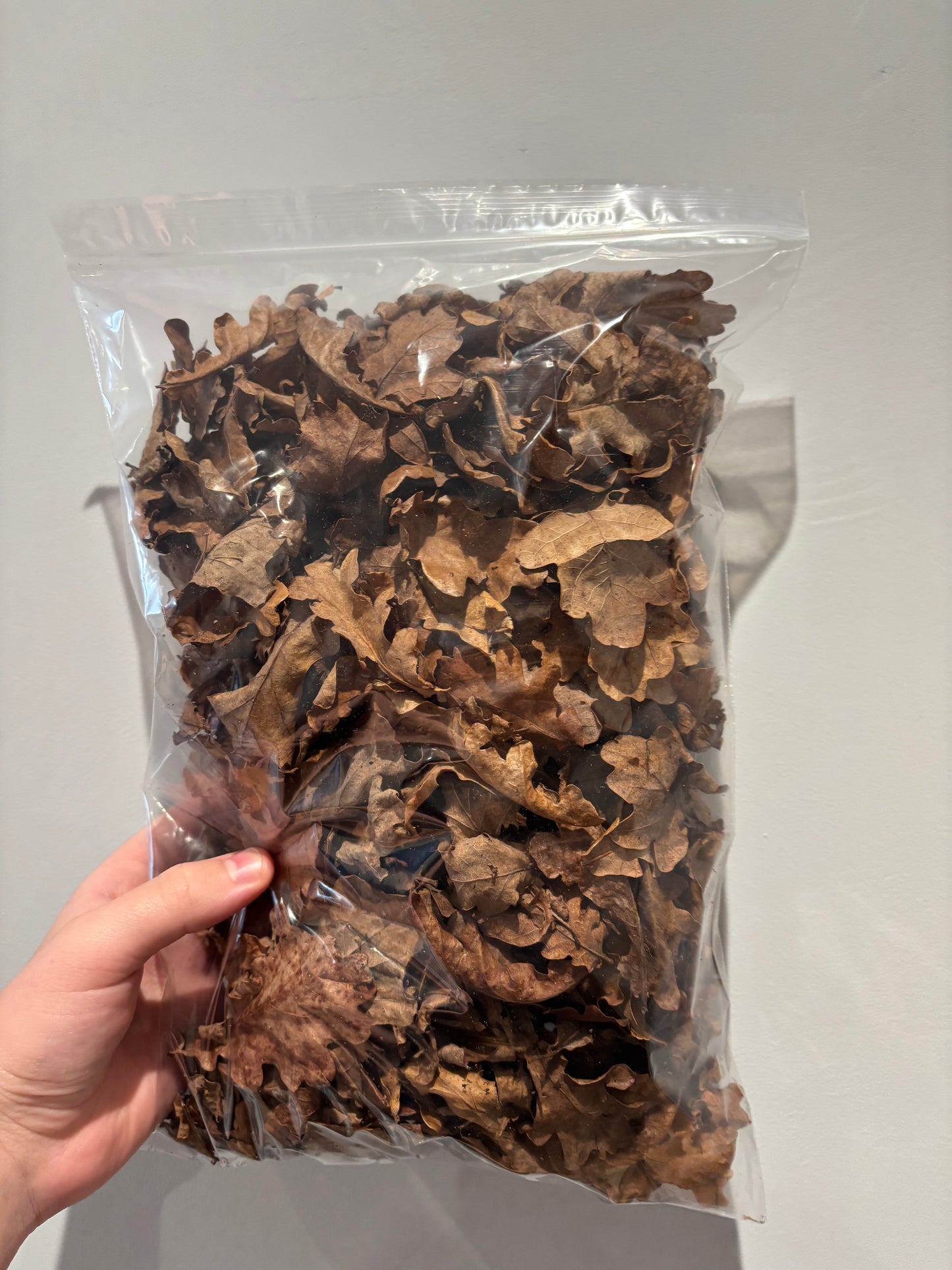 Dried oak leaves