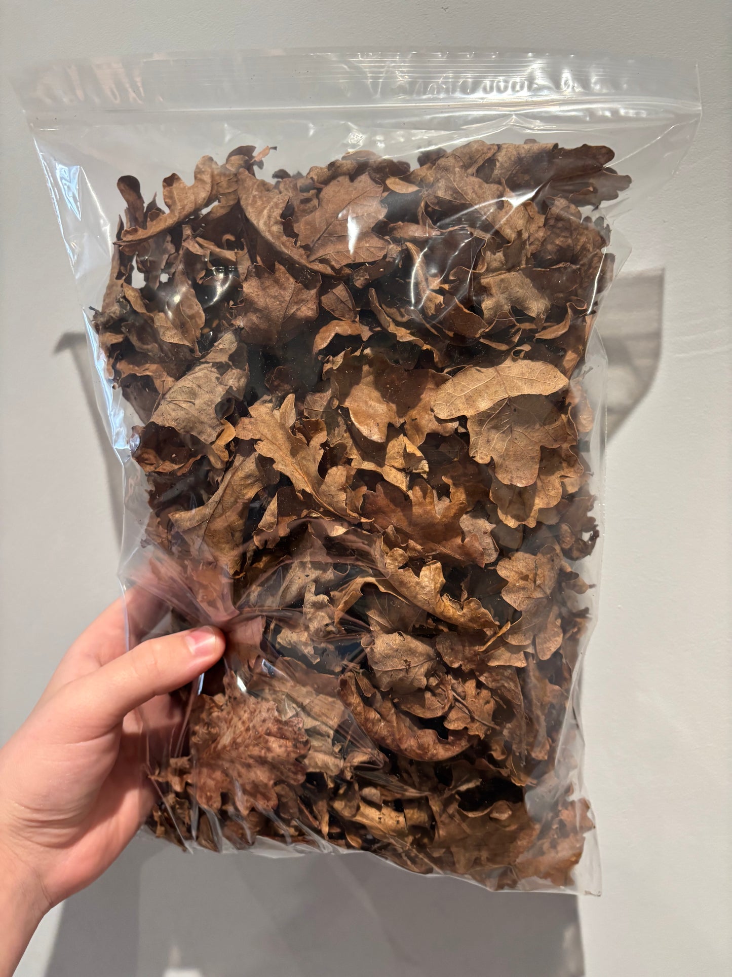 Dried oak leaves