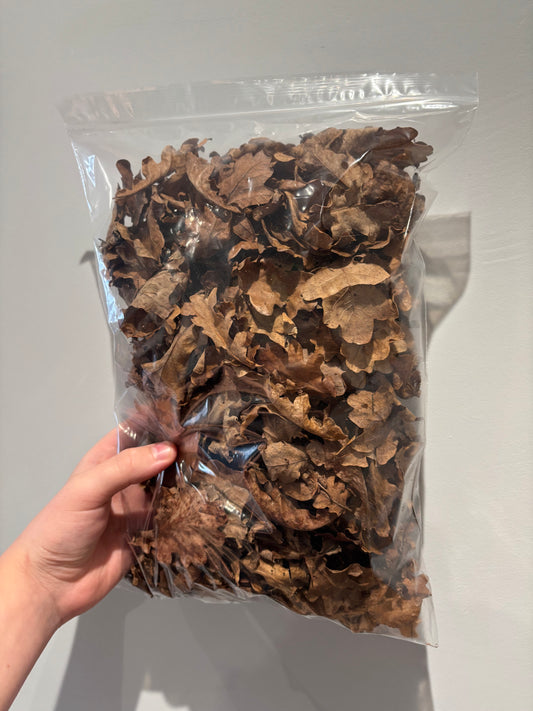 Dried oak leaves