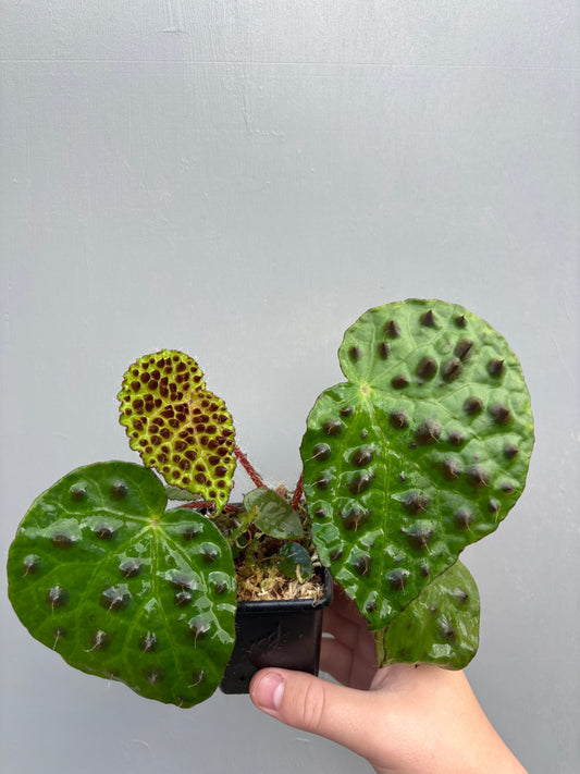 Begonia Melanobullata