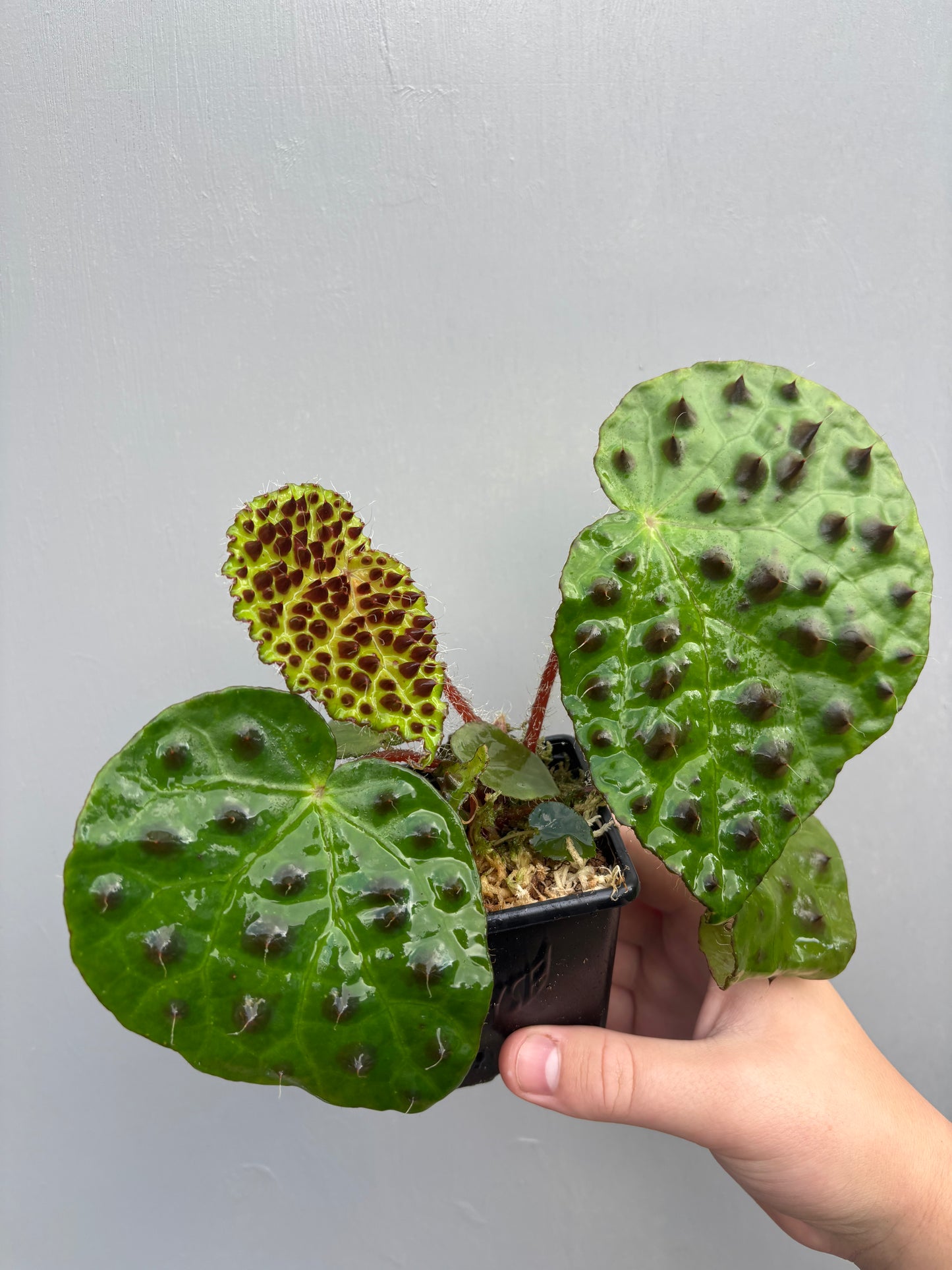 Begonia Melanobullata