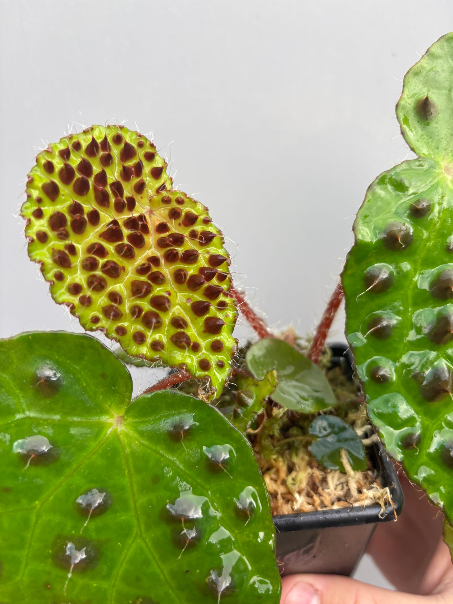 Begonia Melanobullata