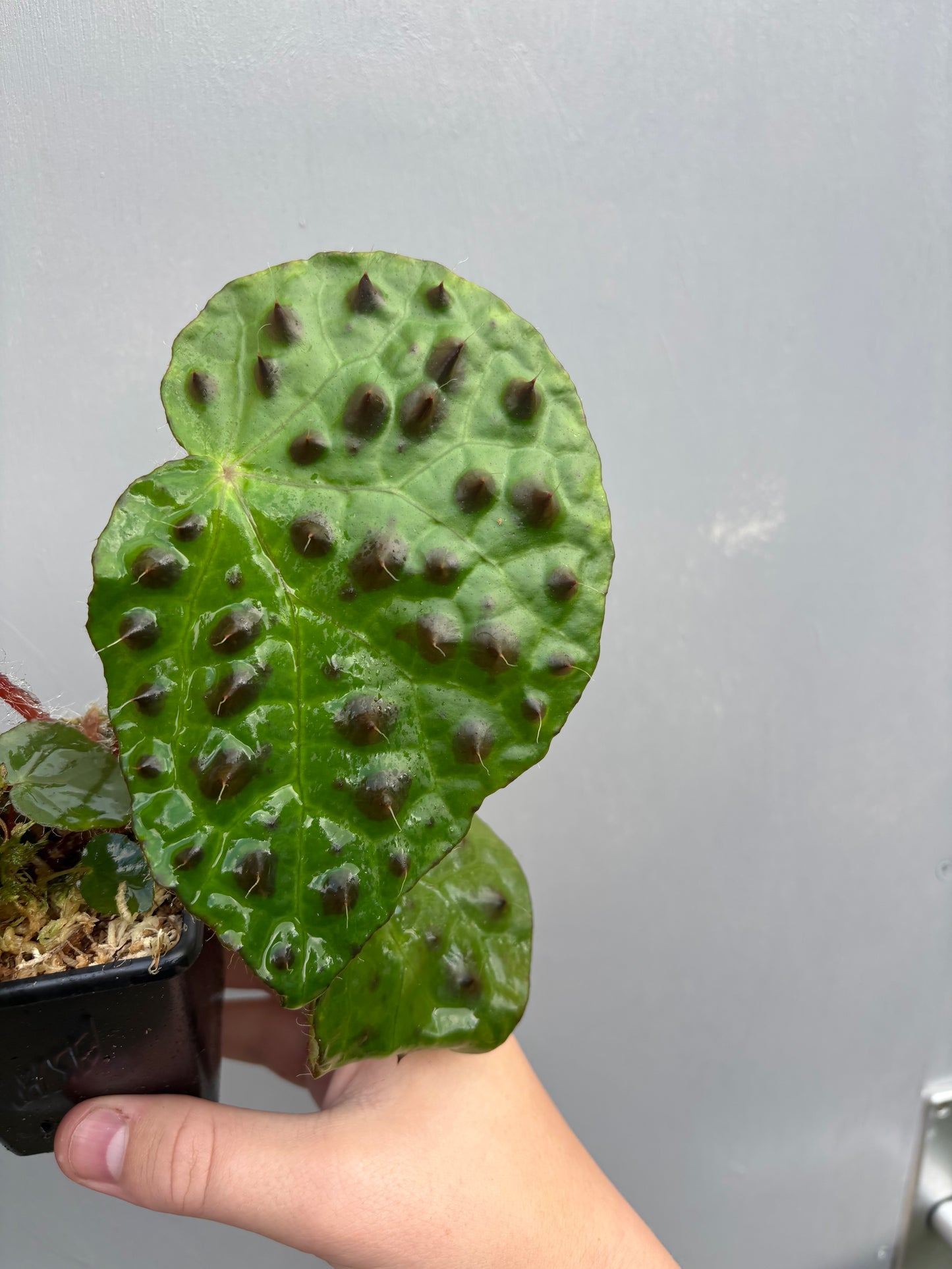 Begonia Melanobullata
