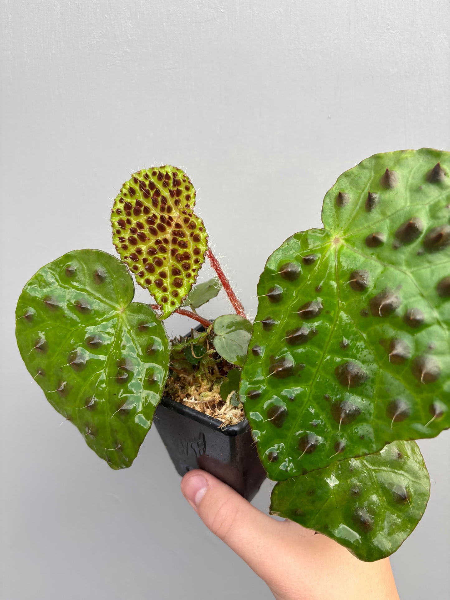 Begonia Melanobullata