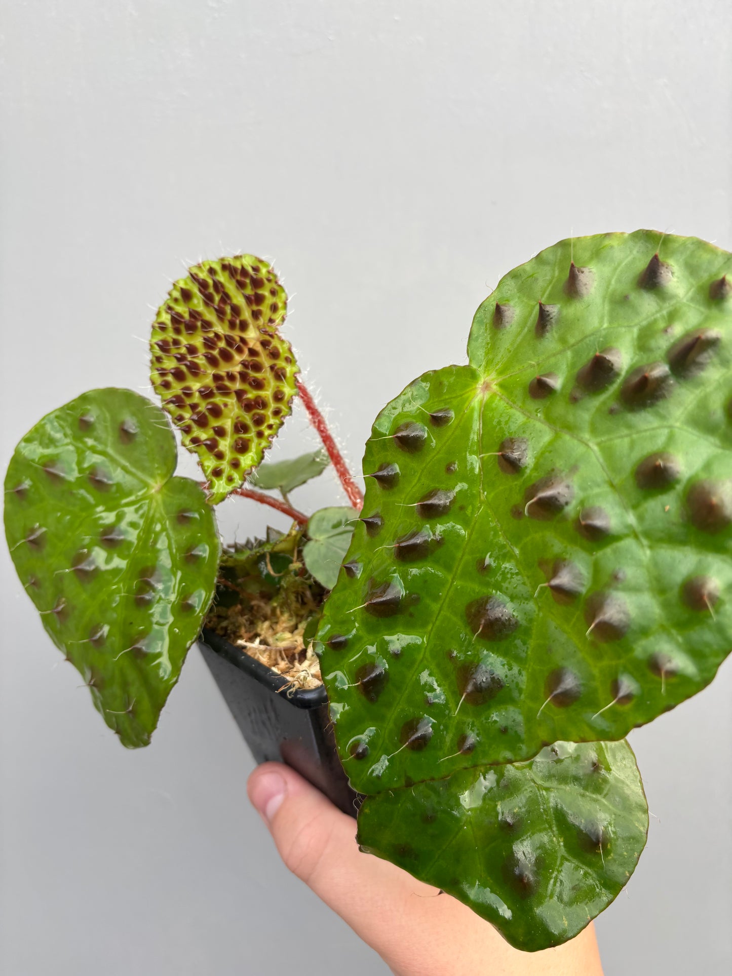Begonia Melanobullata