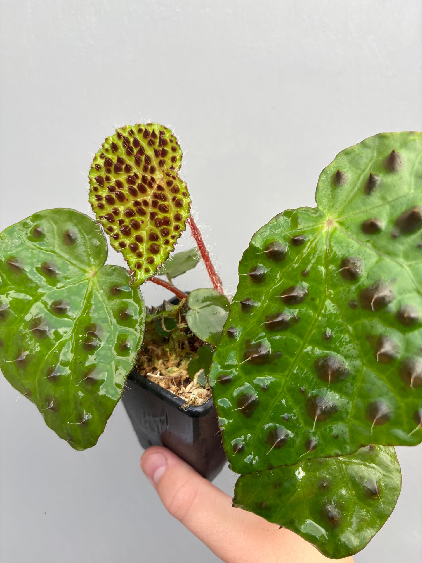 Begonia Melanobullata