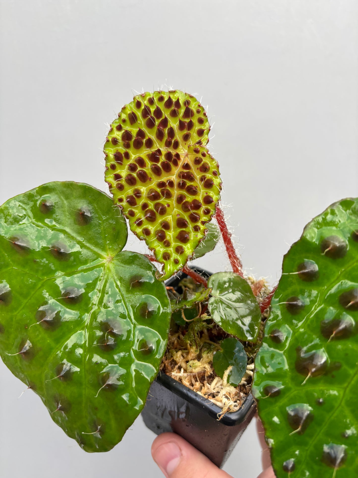 Begonia Melanobullata