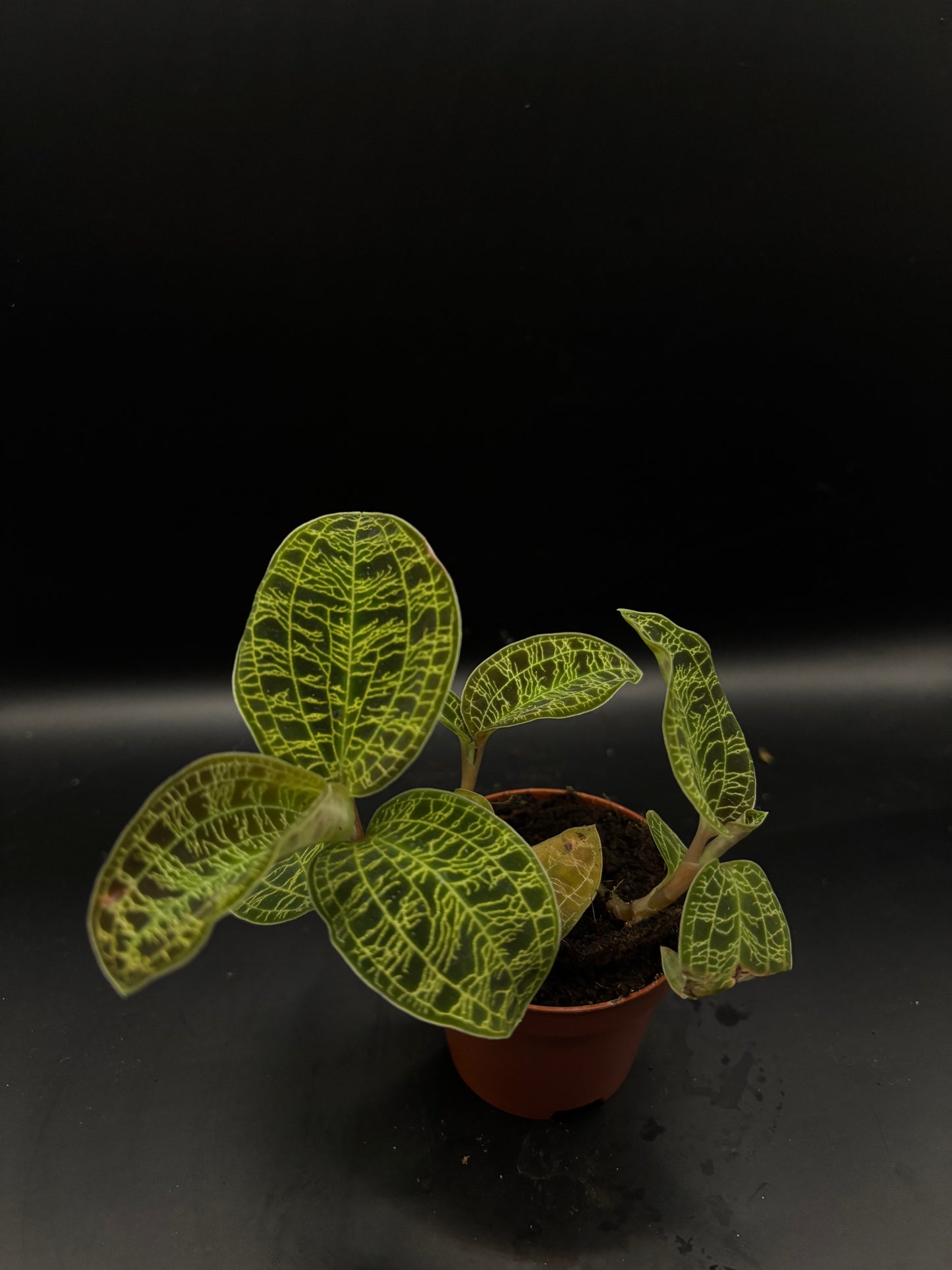 Macodes Petola (Jewel orchid)