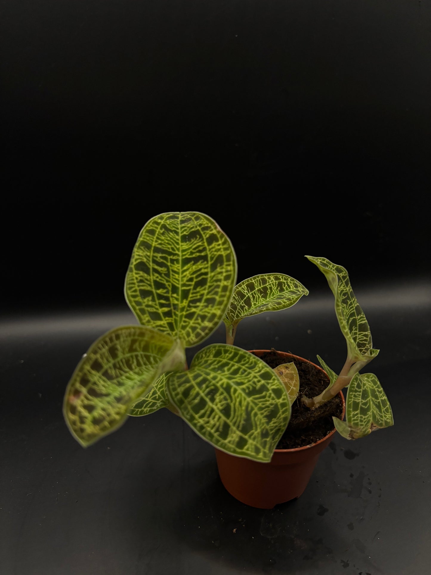 Macodes Petola (Jewel orchid)