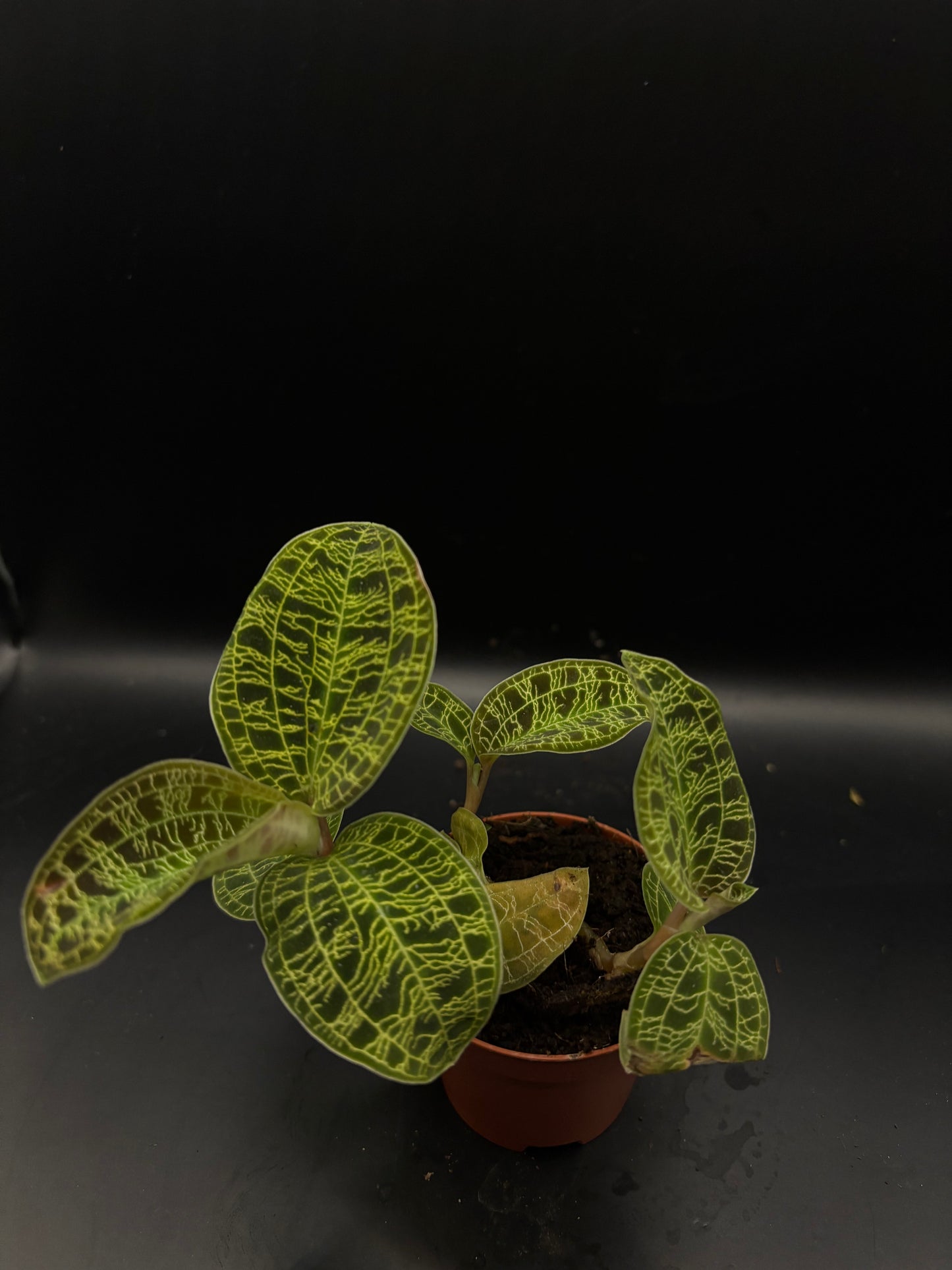 Macodes Petola (Jewel orchid)