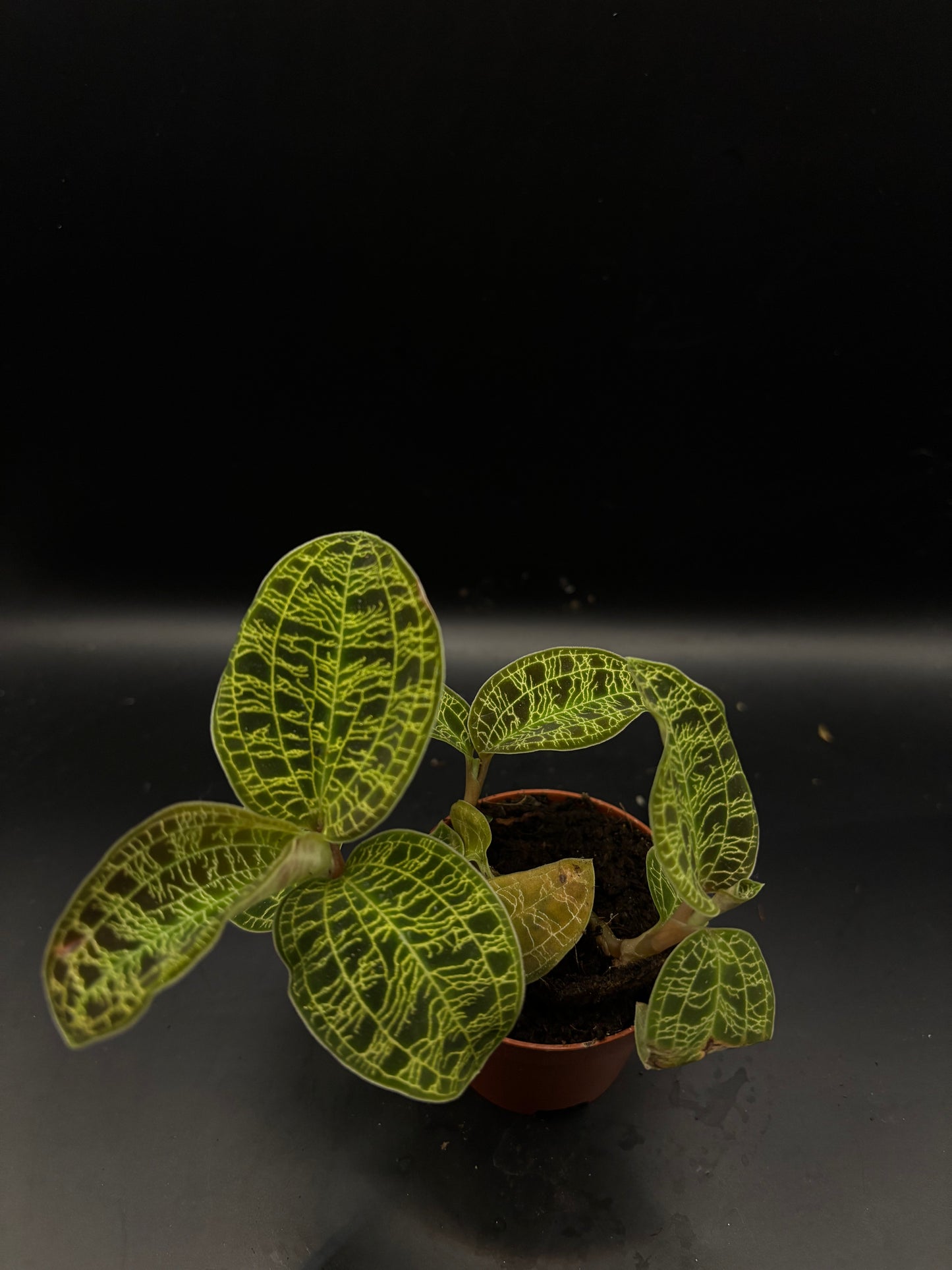 Macodes Petola (Jewel orchid)