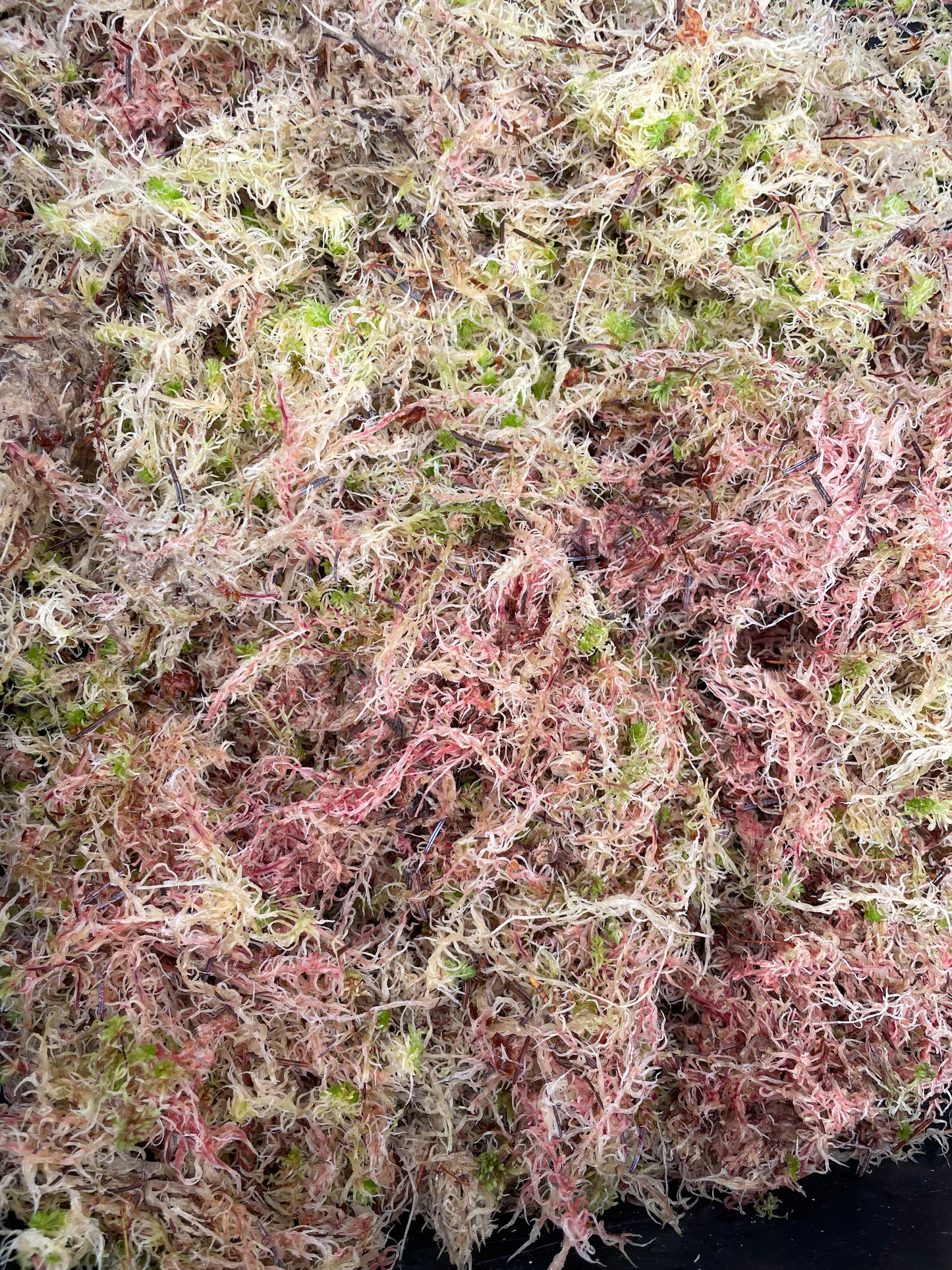 Sphagnum Moss 6L
