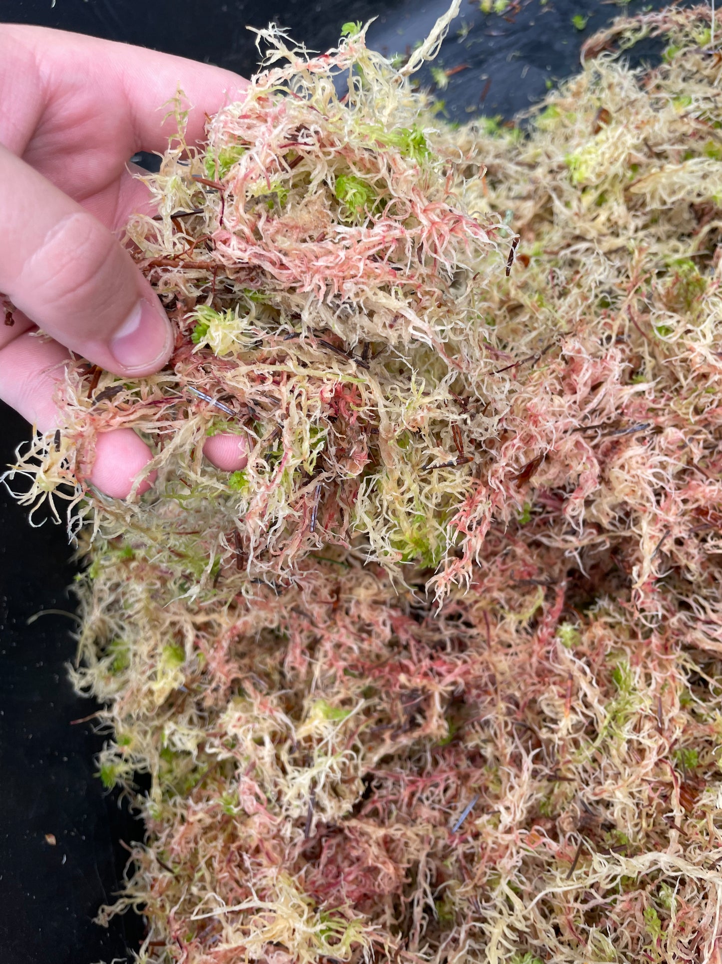 Sphagnum Moss 6L