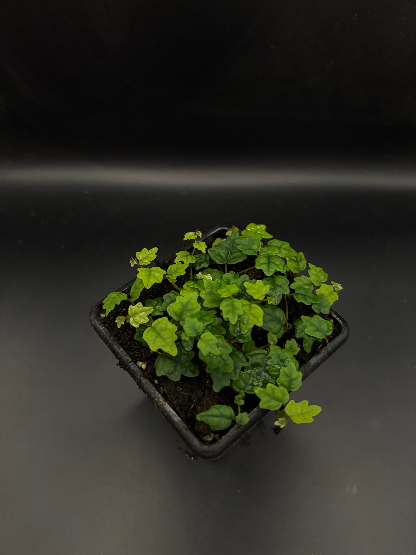 Ficus quercifolia (Oak Leaf Ficus)