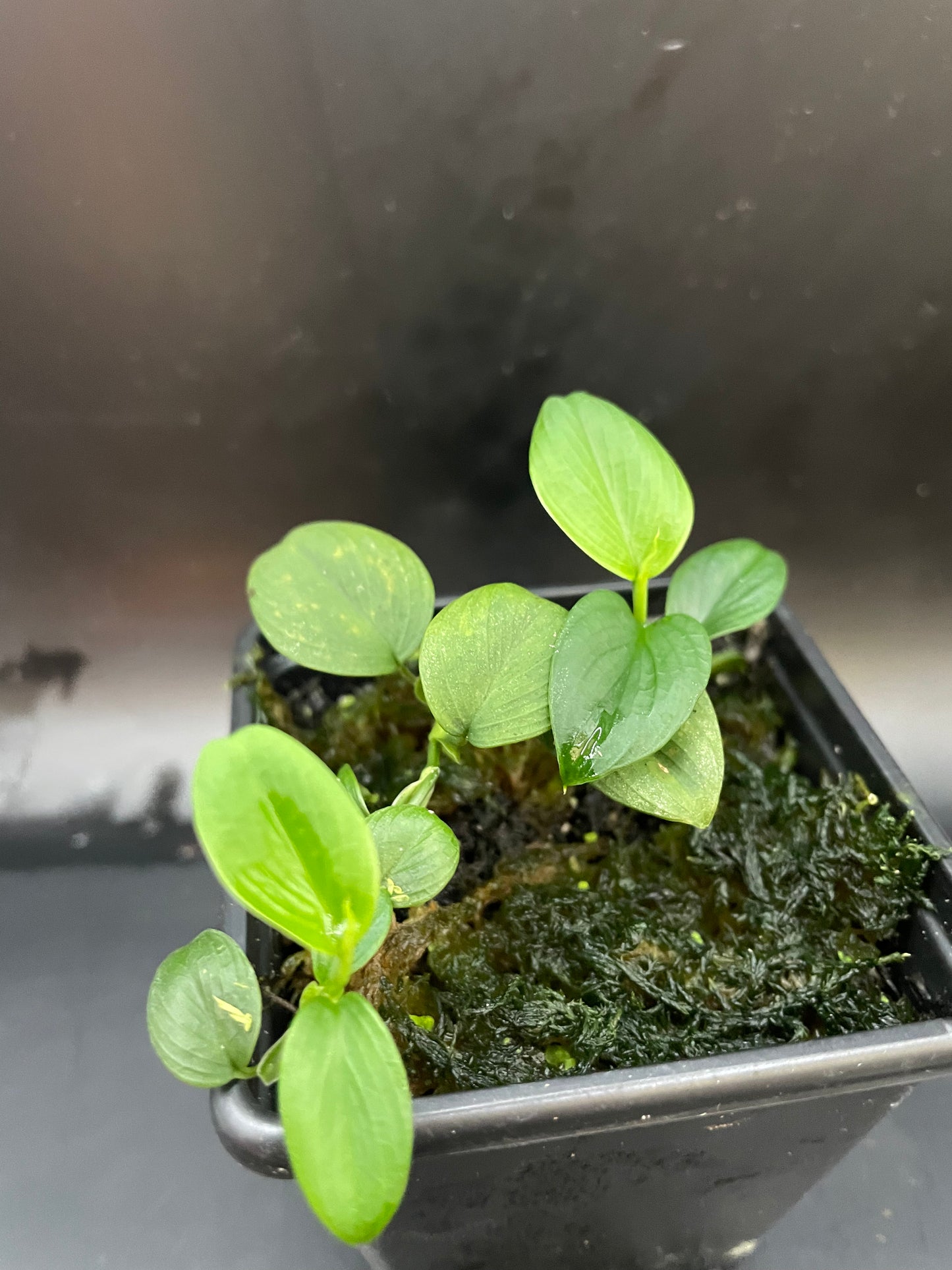 Philodendron mini santiago