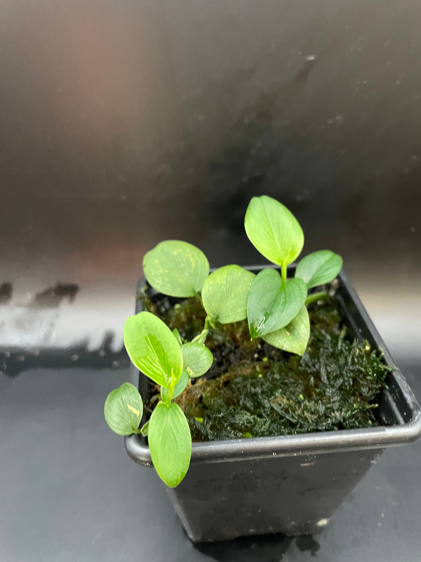 Philodendron mini santiago