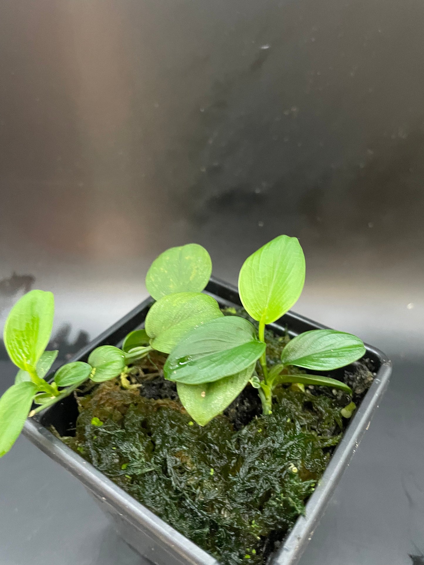 Philodendron mini santiago