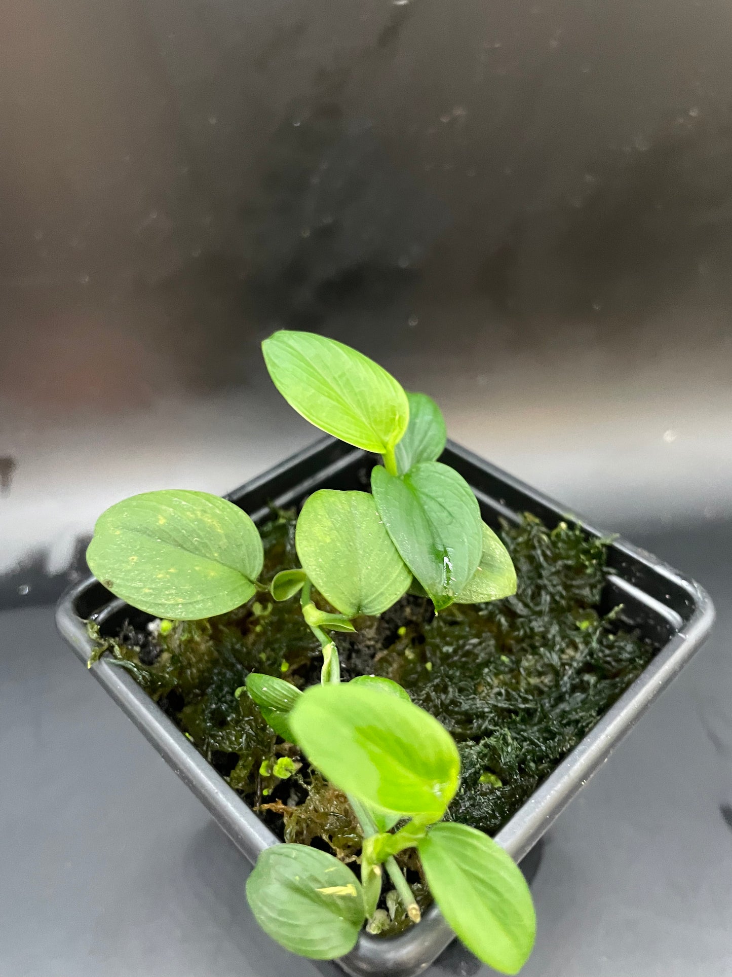 Philodendron mini santiago