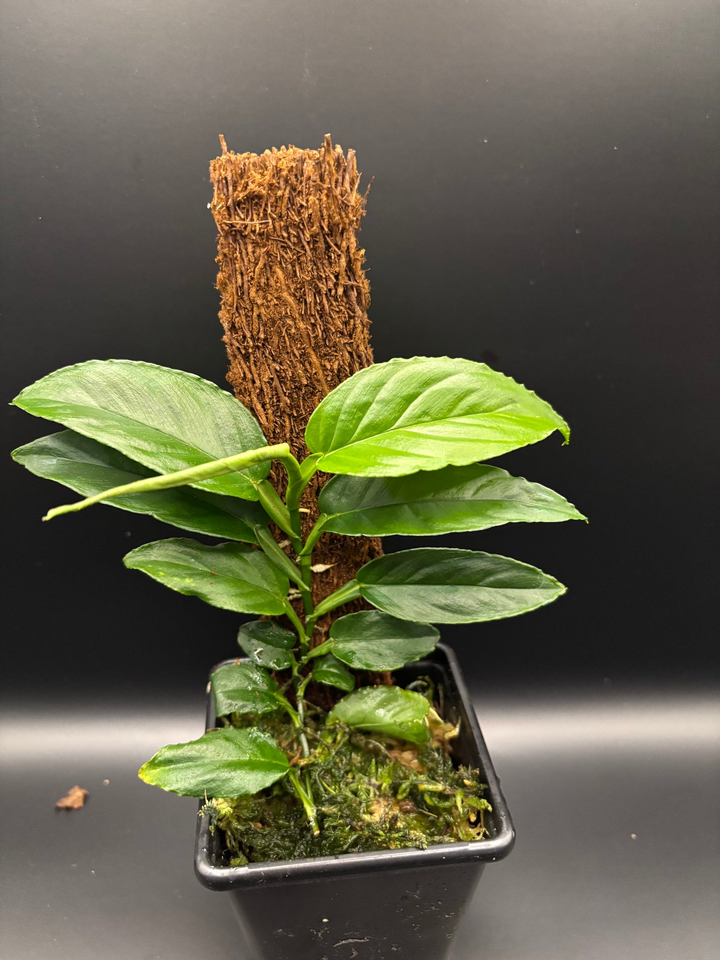 Philodendron Pteromischum Costa Rica  Serrated