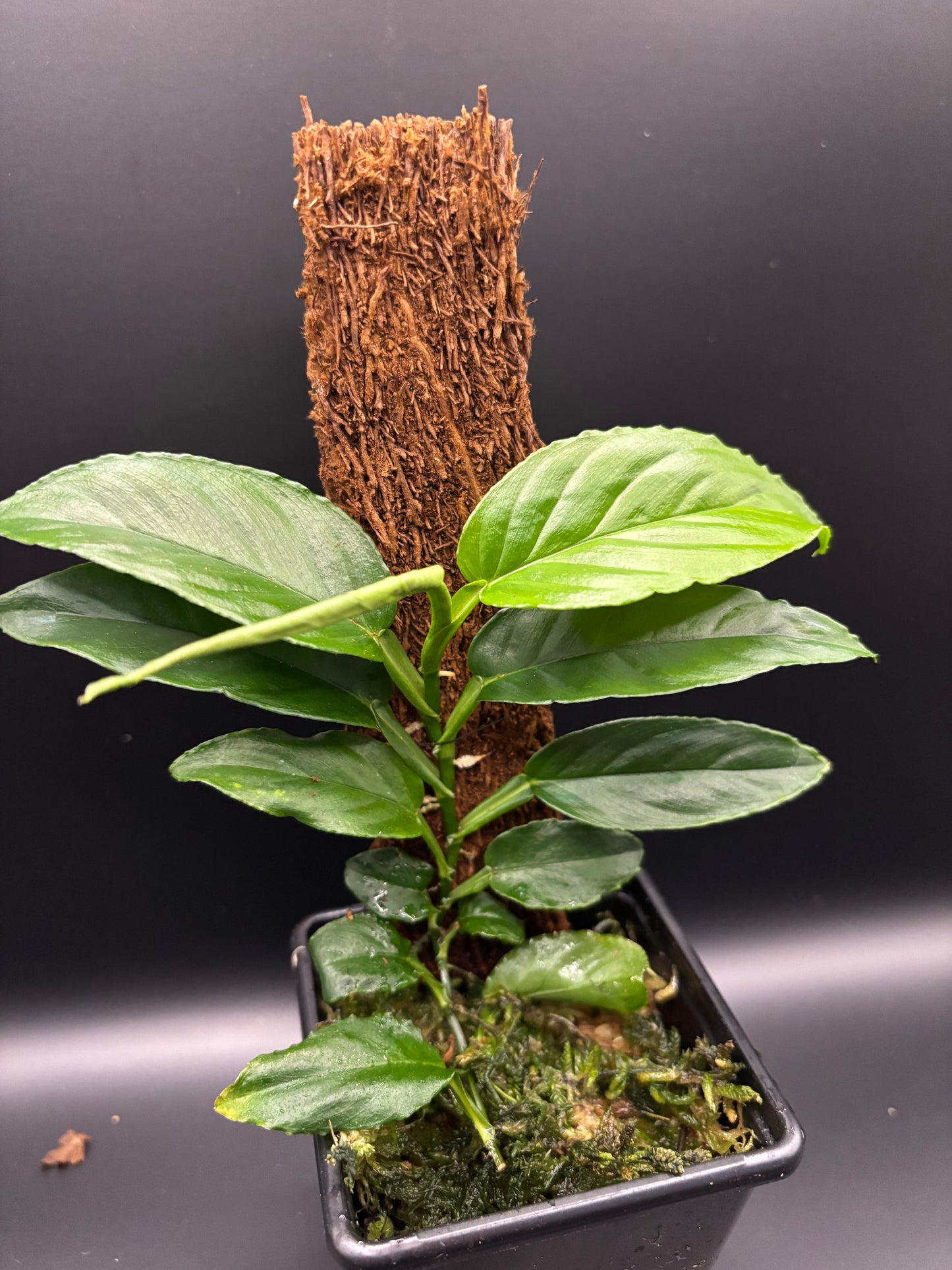 Philodendron Pteromischum Costa Rica  Serrated