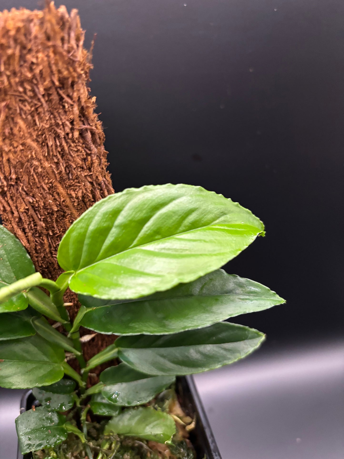 Philodendron Pteromischum Costa Rica  Serrated