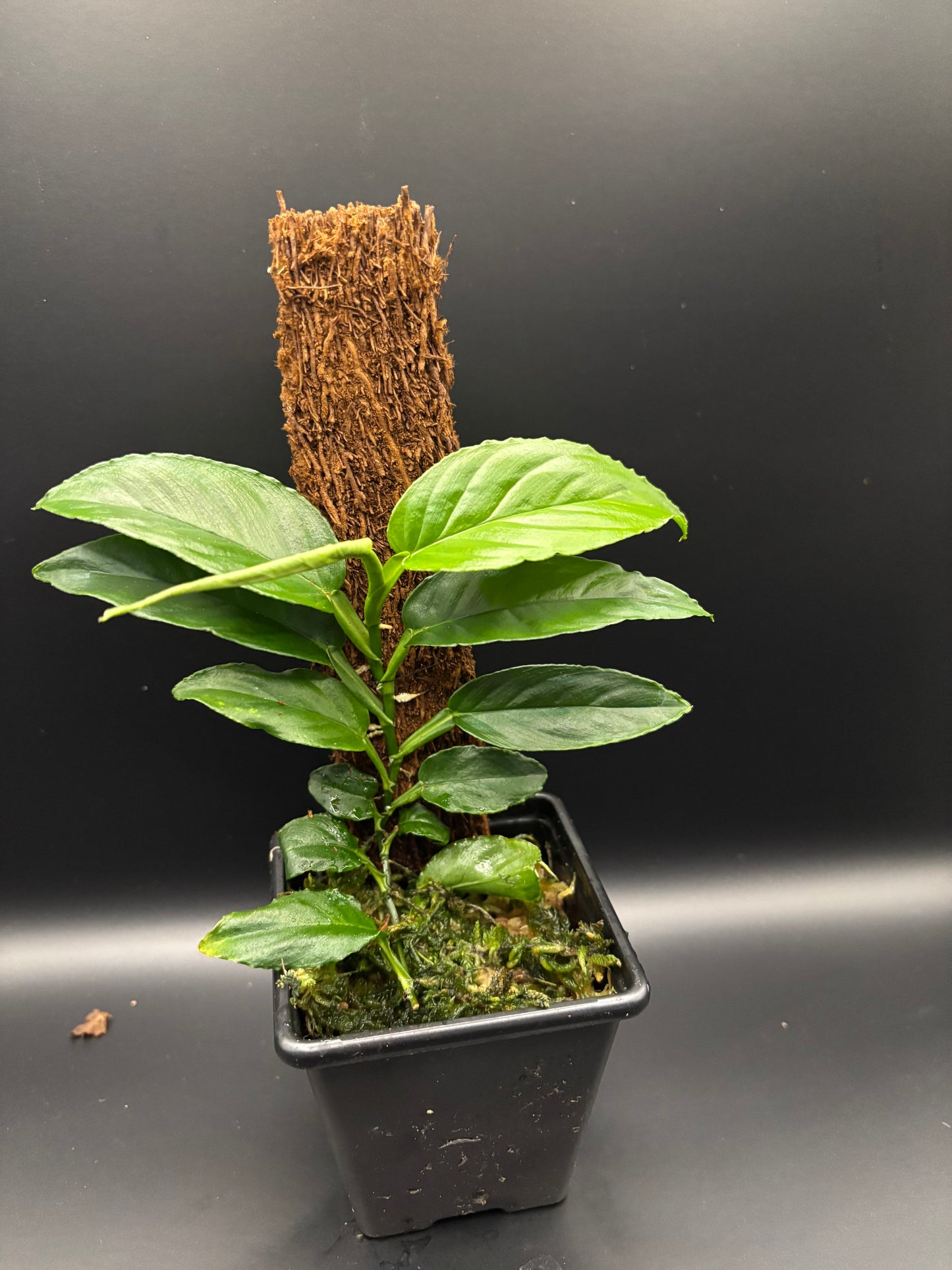 Philodendron Pteromischum Costa Rica  Serrated