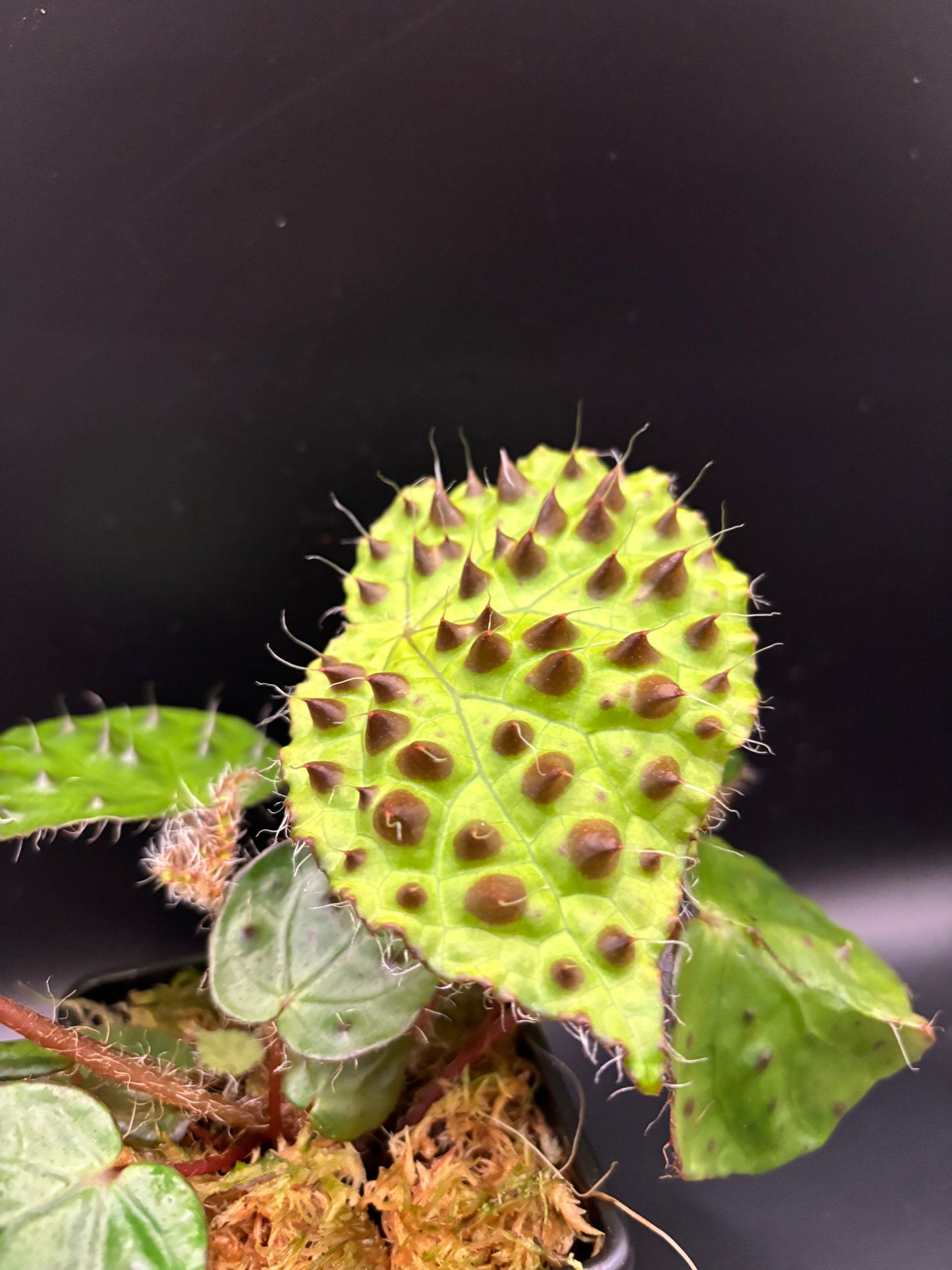 Begonia Melanobullata