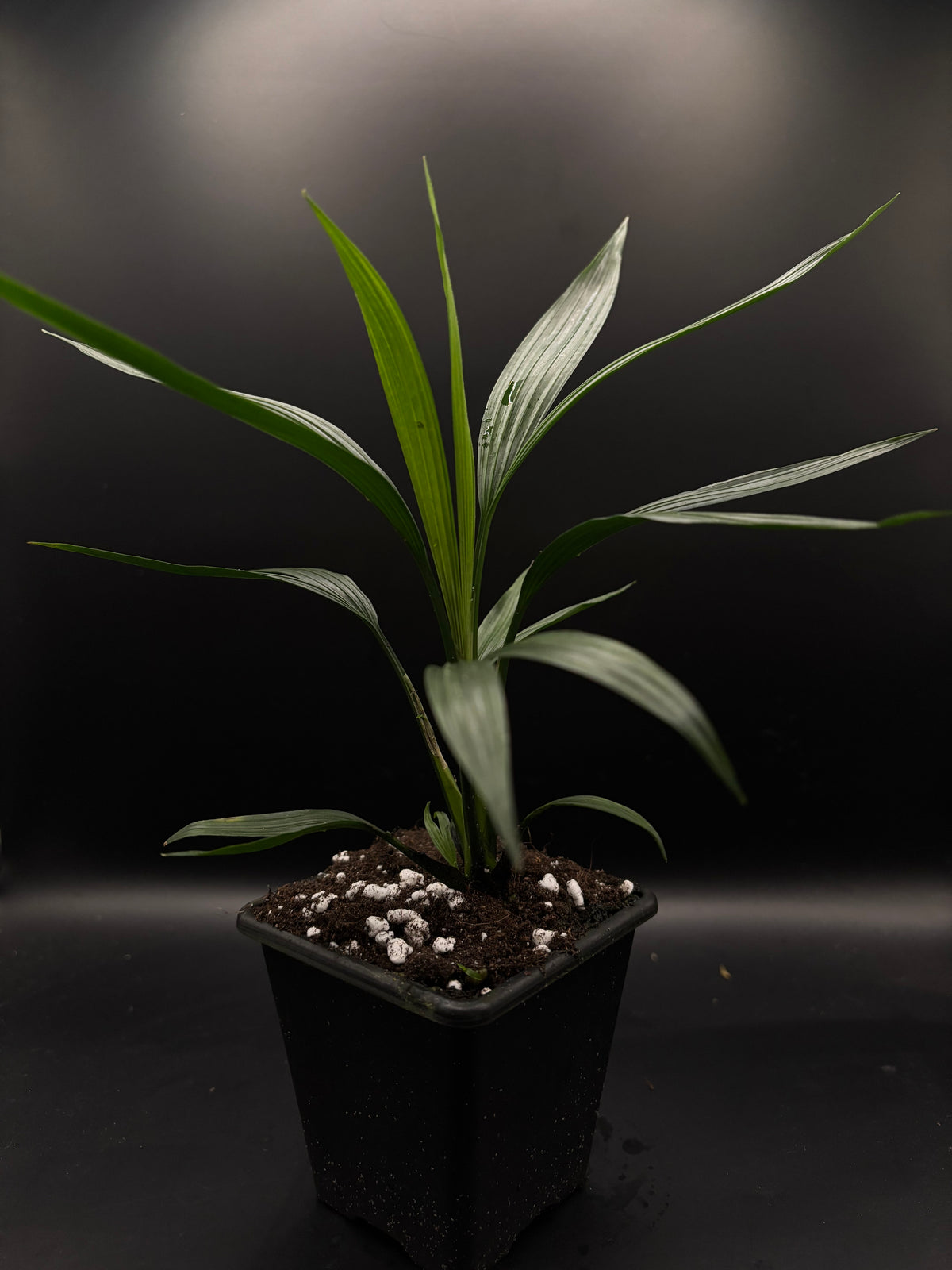 Dicranopygium stenophyllum