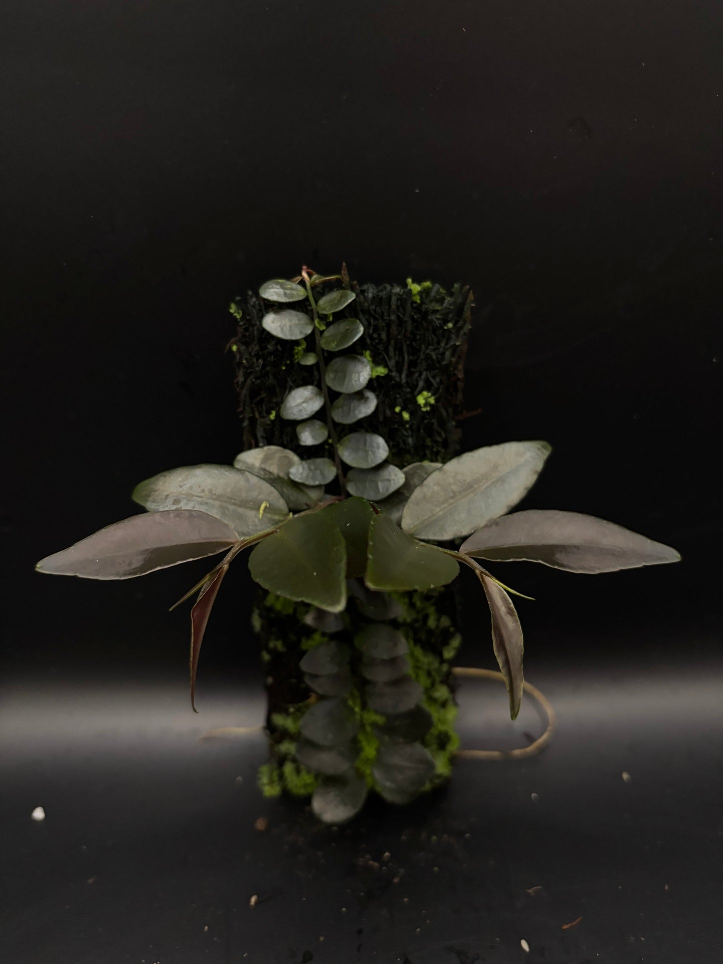 Marcgravia ‘Azreal’