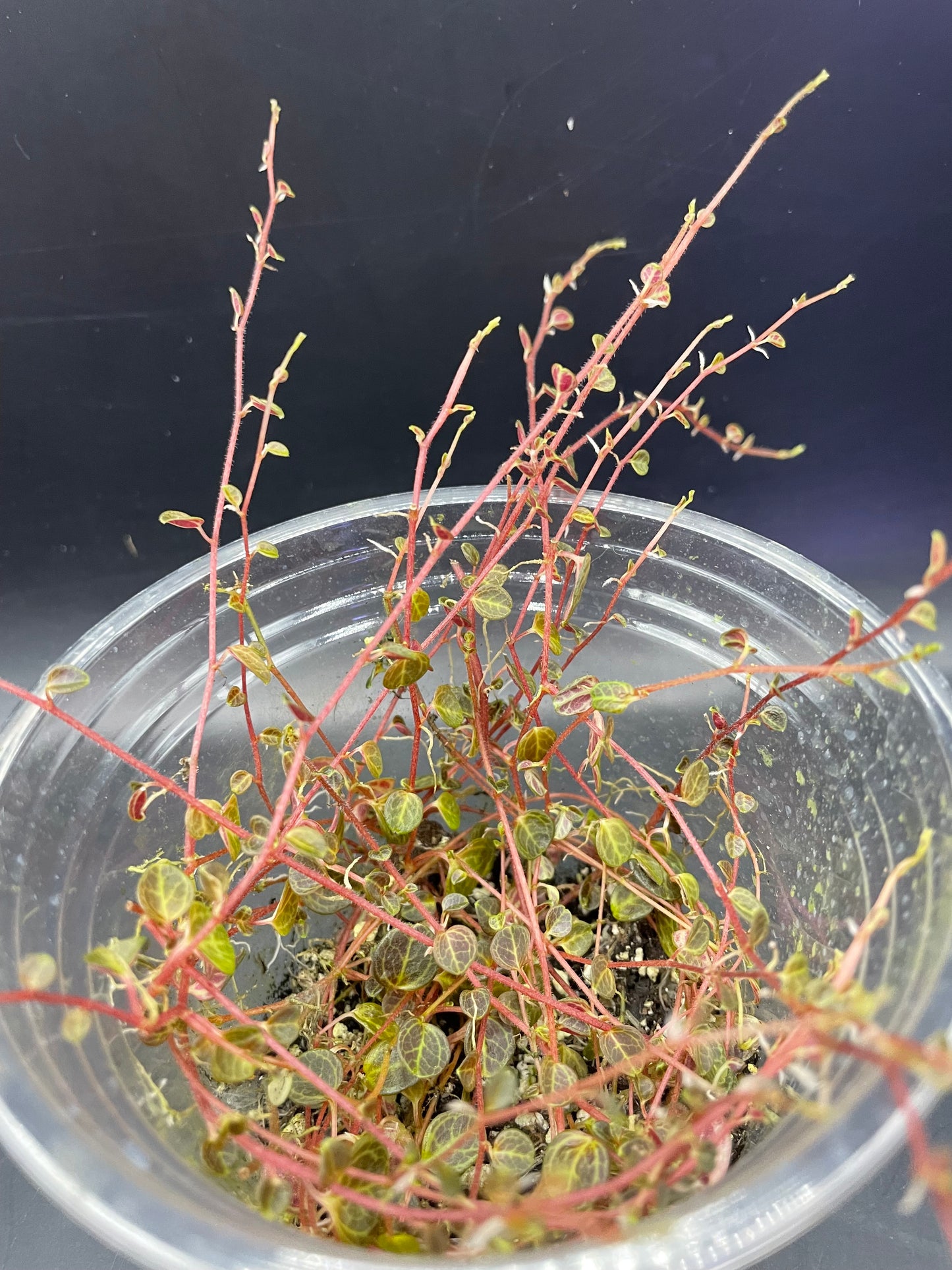 Peperomia Caespitosa