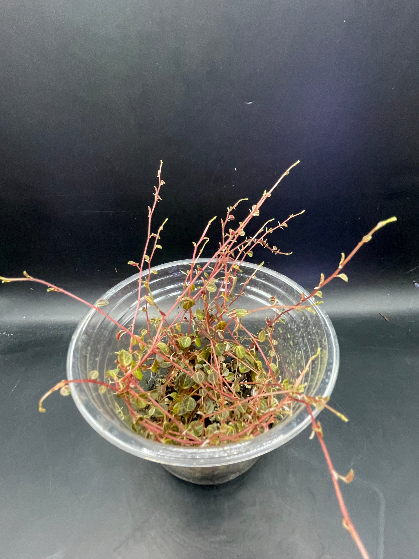 Peperomia Caespitosa