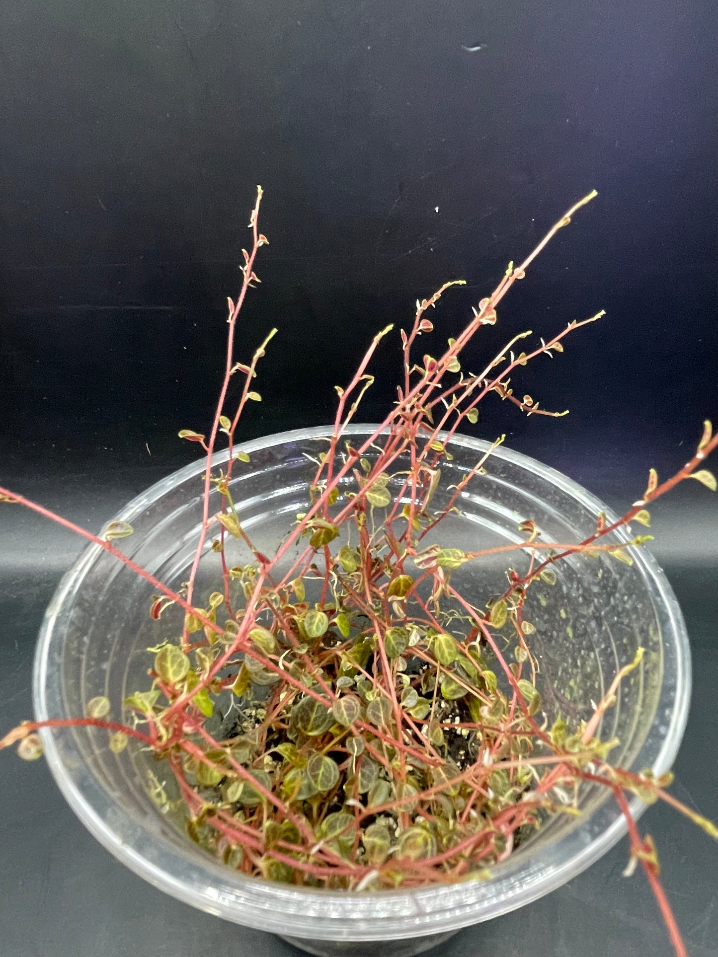 Peperomia Caespitosa