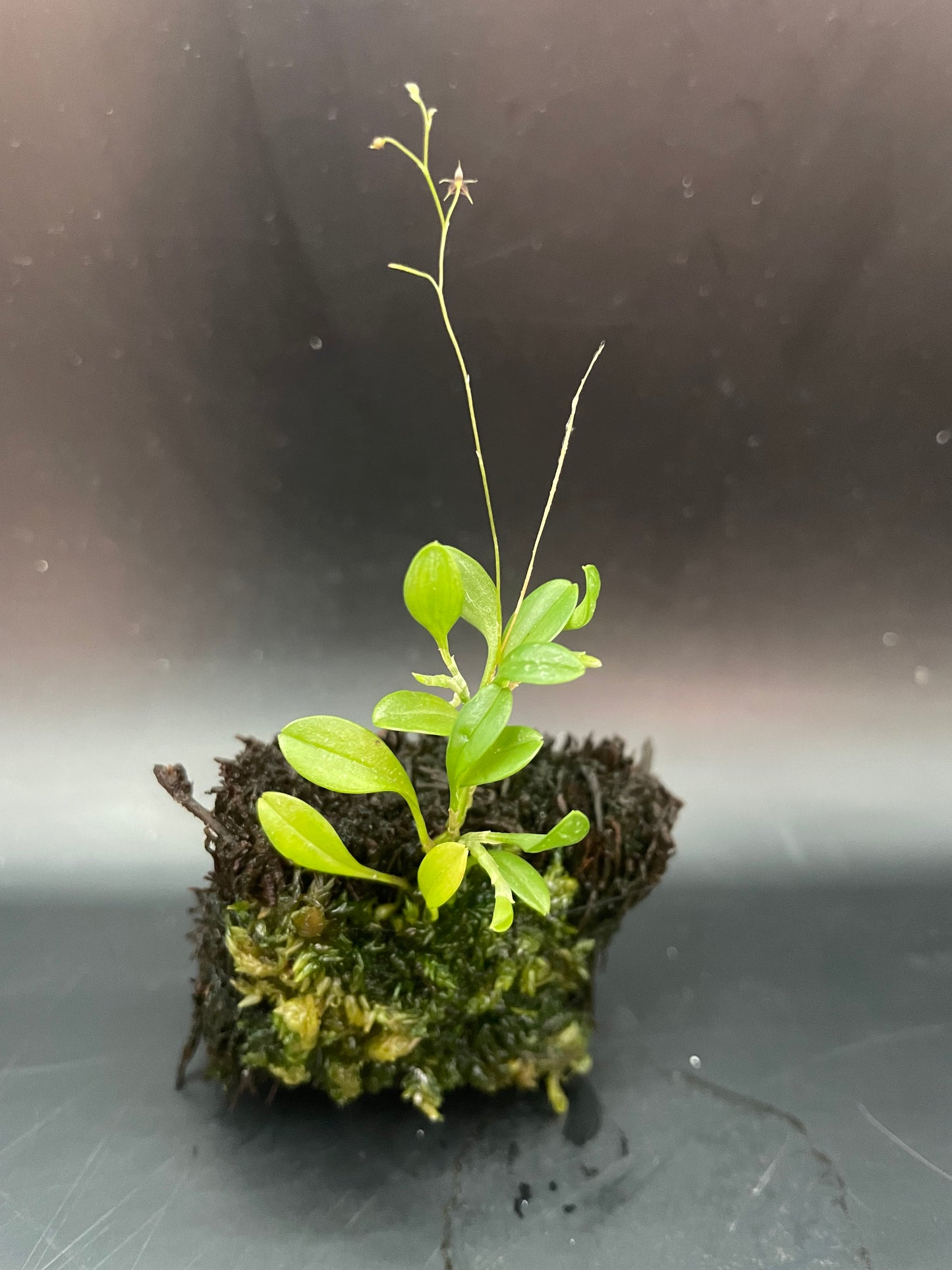 Platystele Jesupiorum