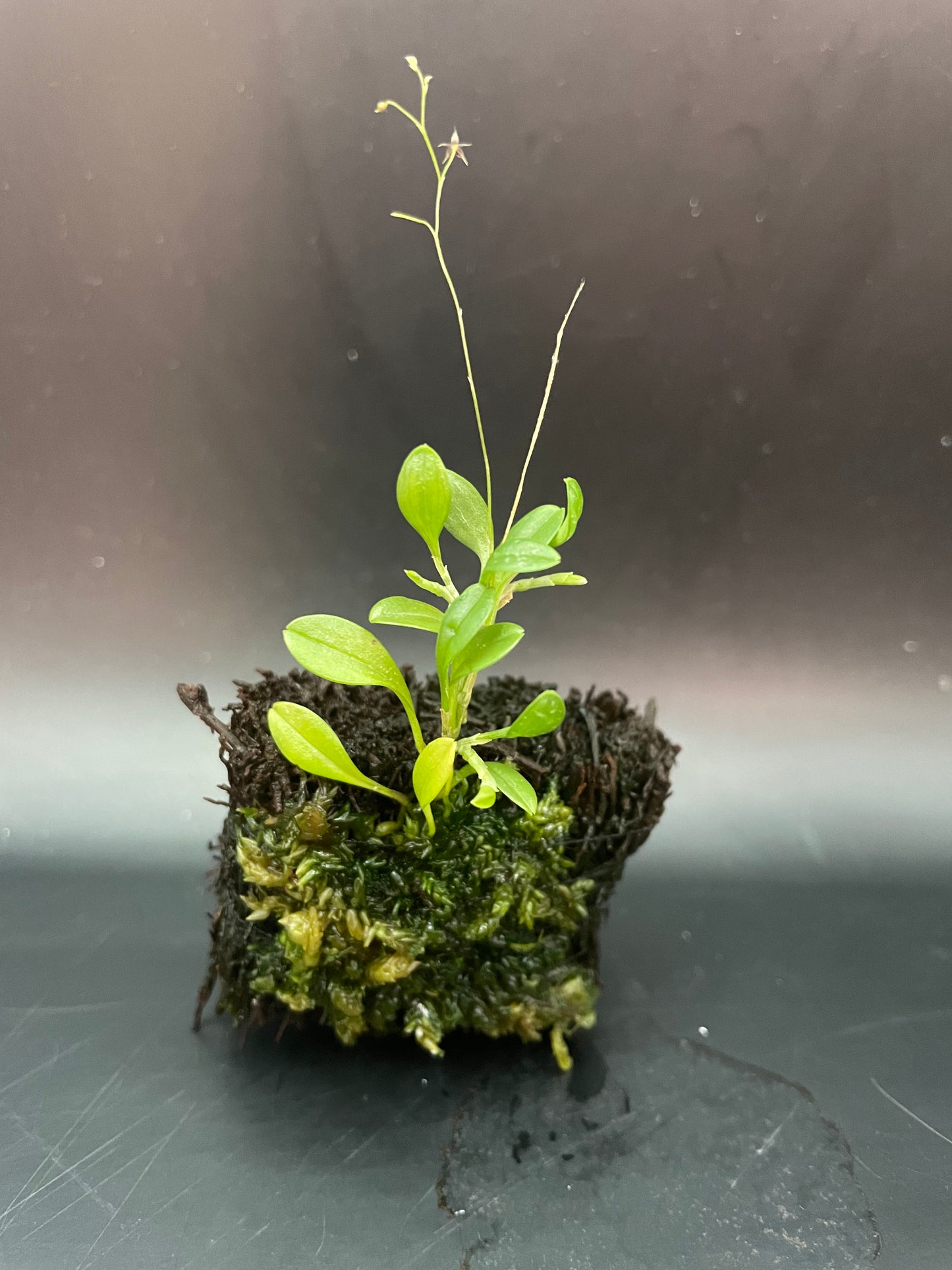 Platystele Jesupiorum