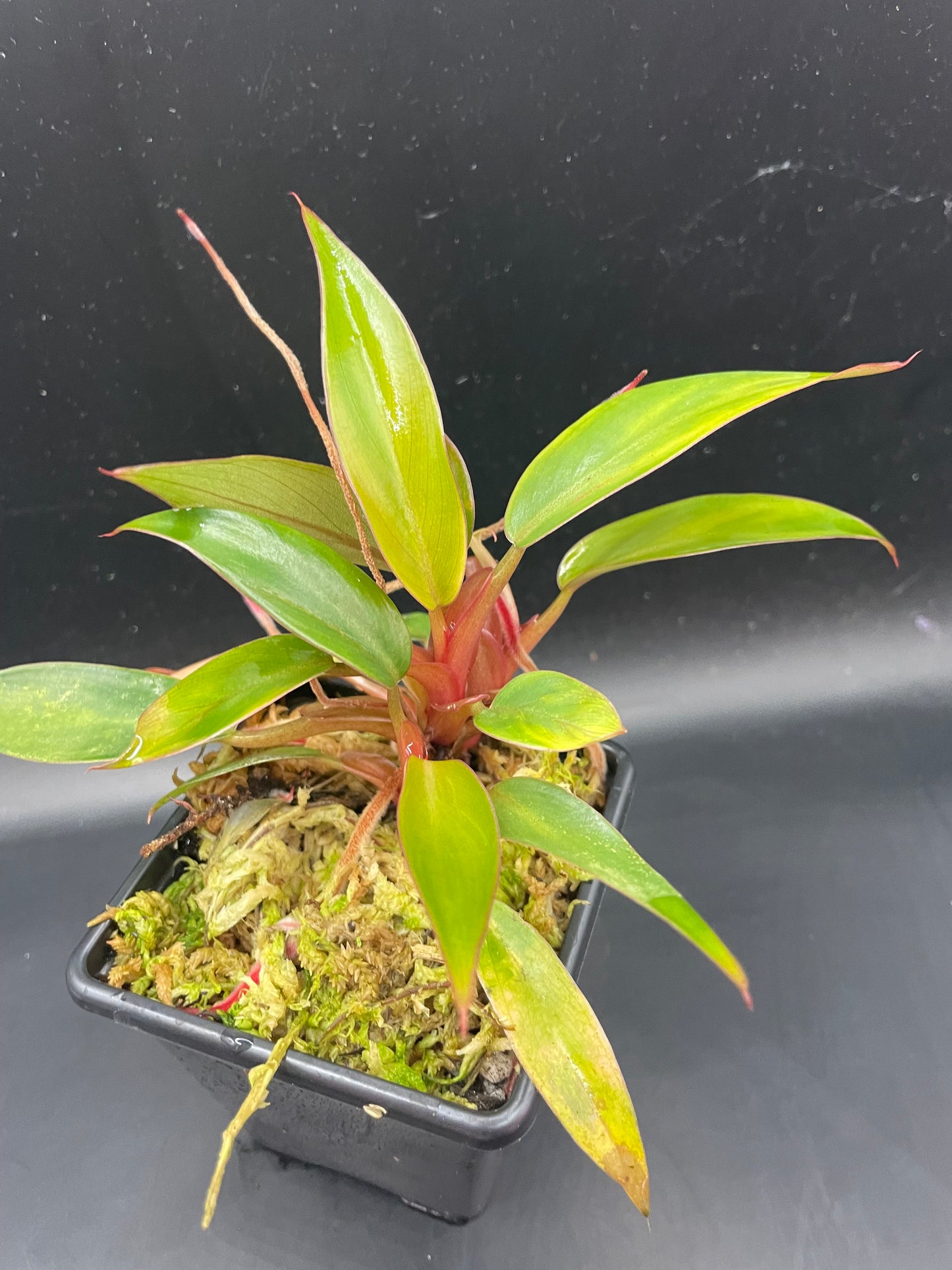 Philodendron sp. ‘Mini Red’