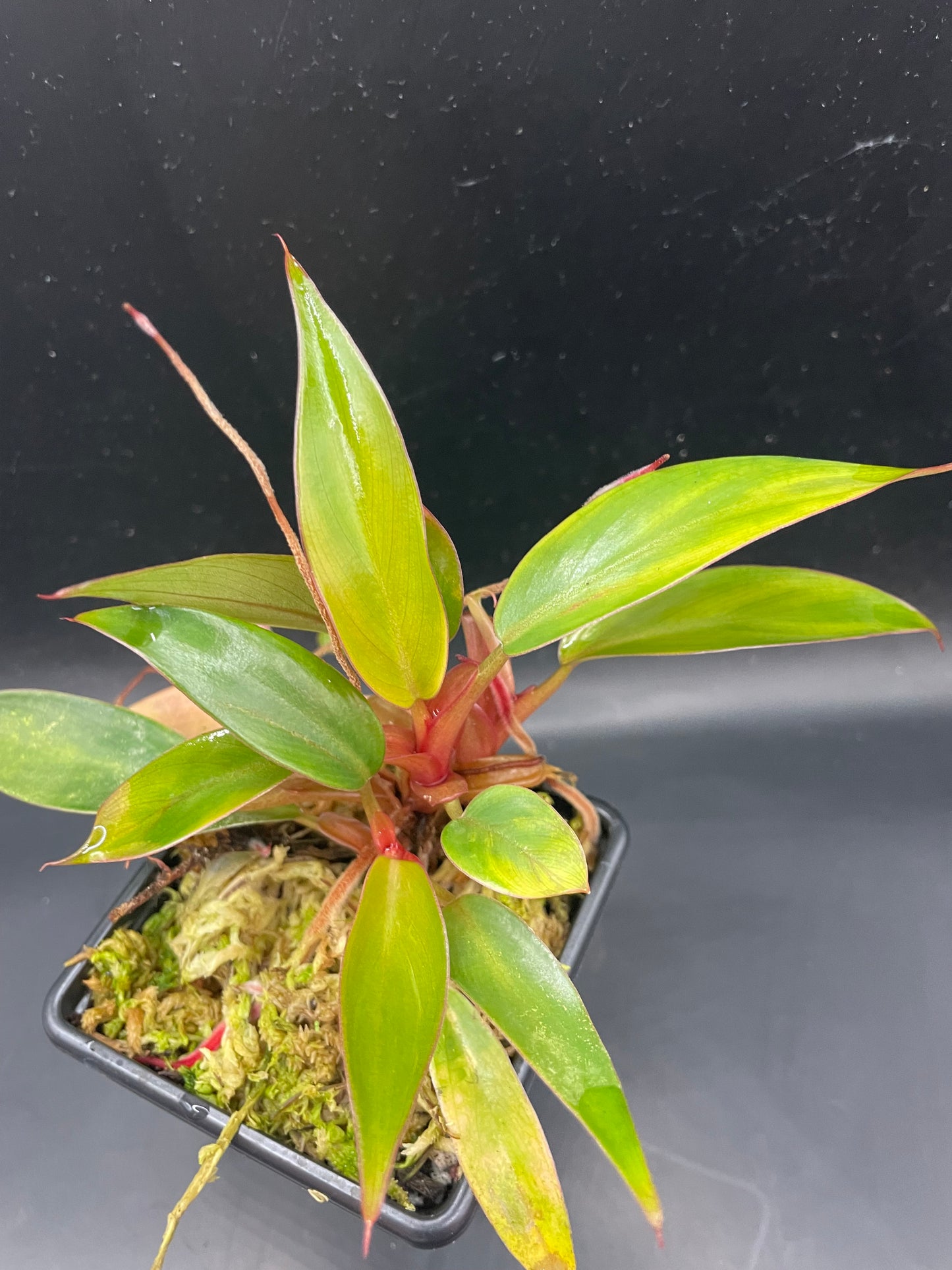 Philodendron sp. ‘Mini Red’