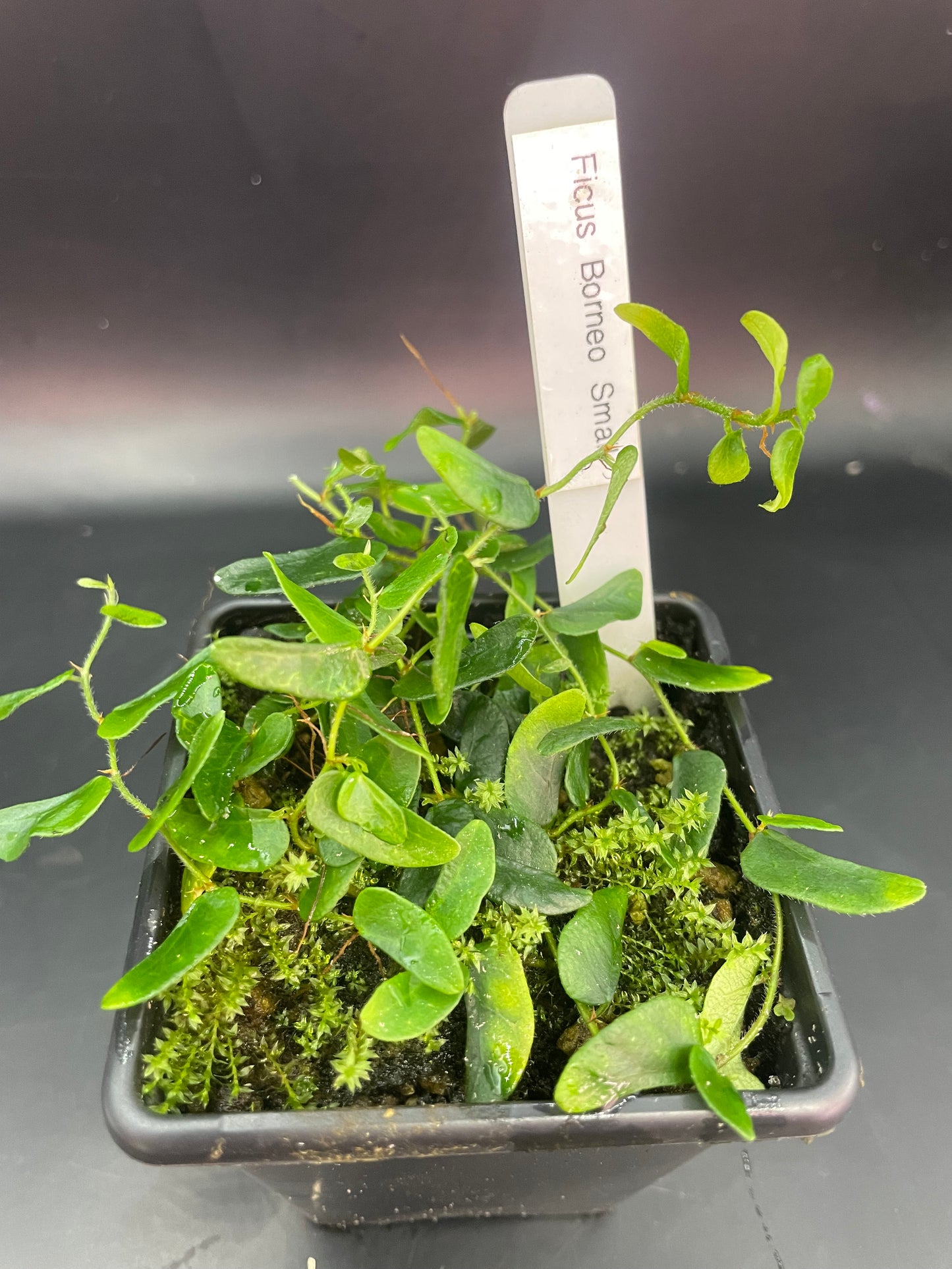 Ficus sp. ‘Borneo Small’