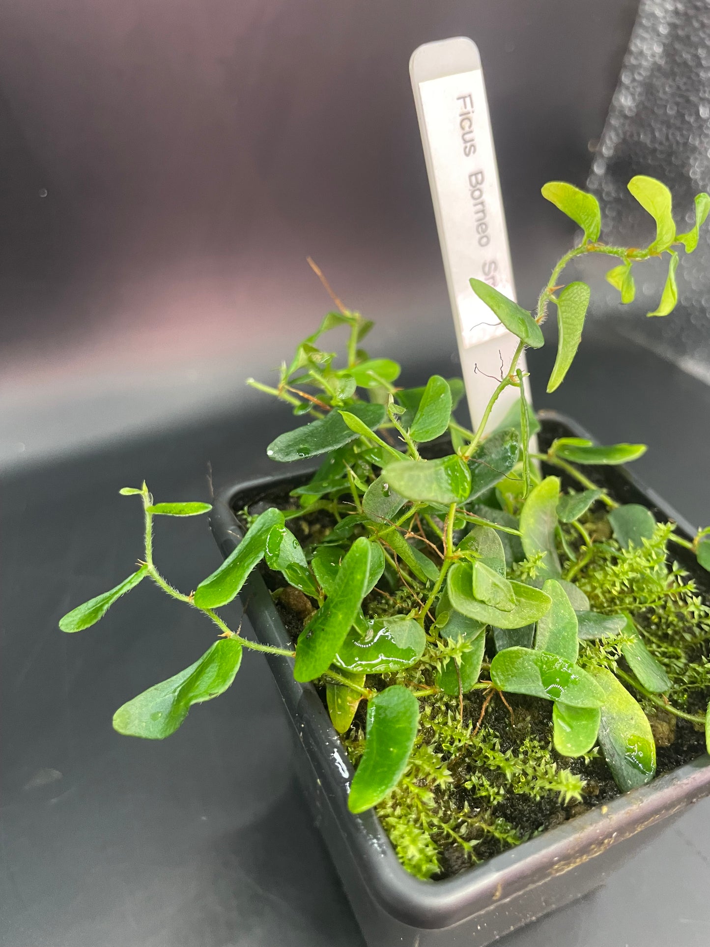 Ficus sp. ‘Borneo Small’
