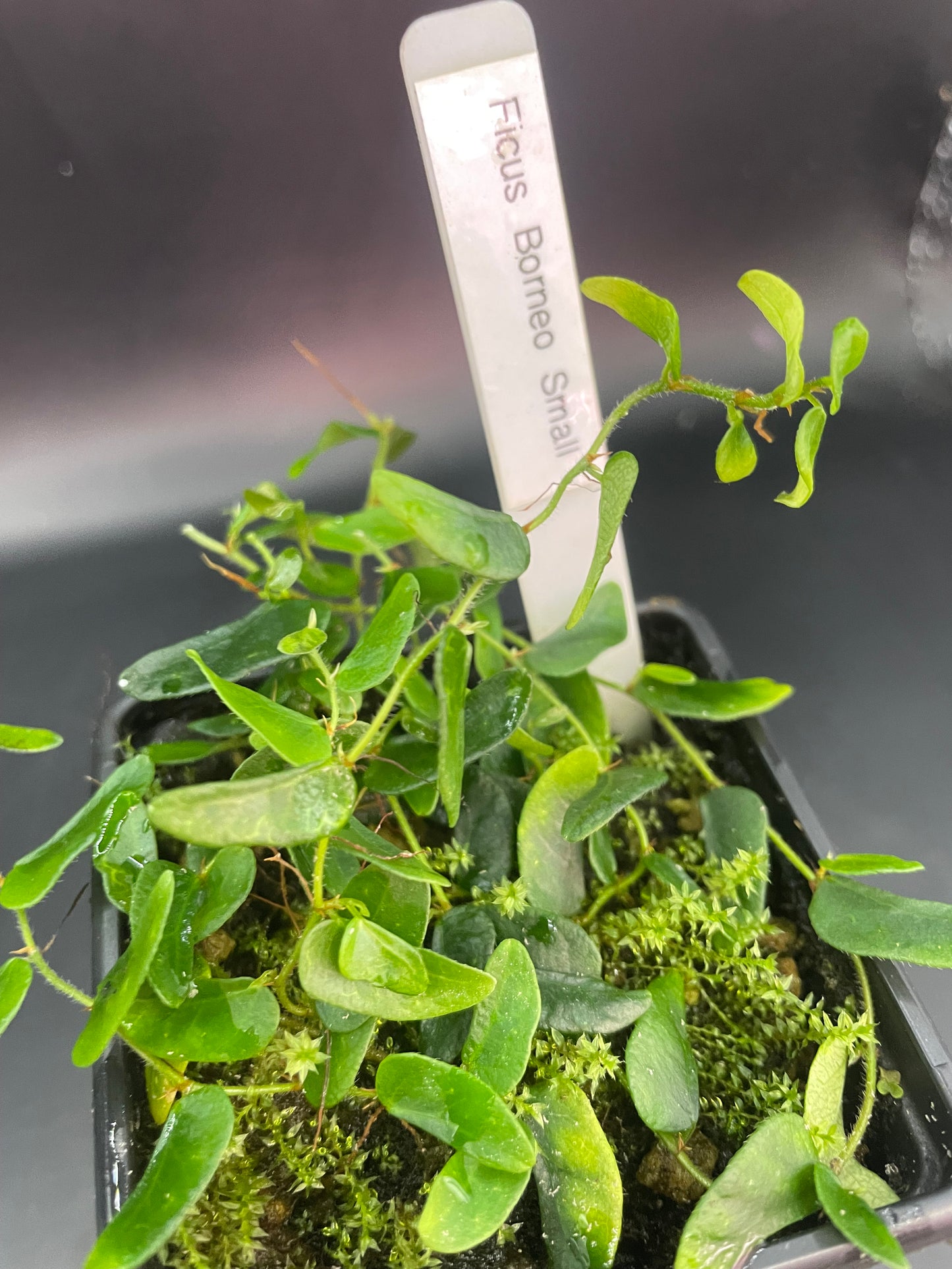 Ficus sp. ‘Borneo Small’